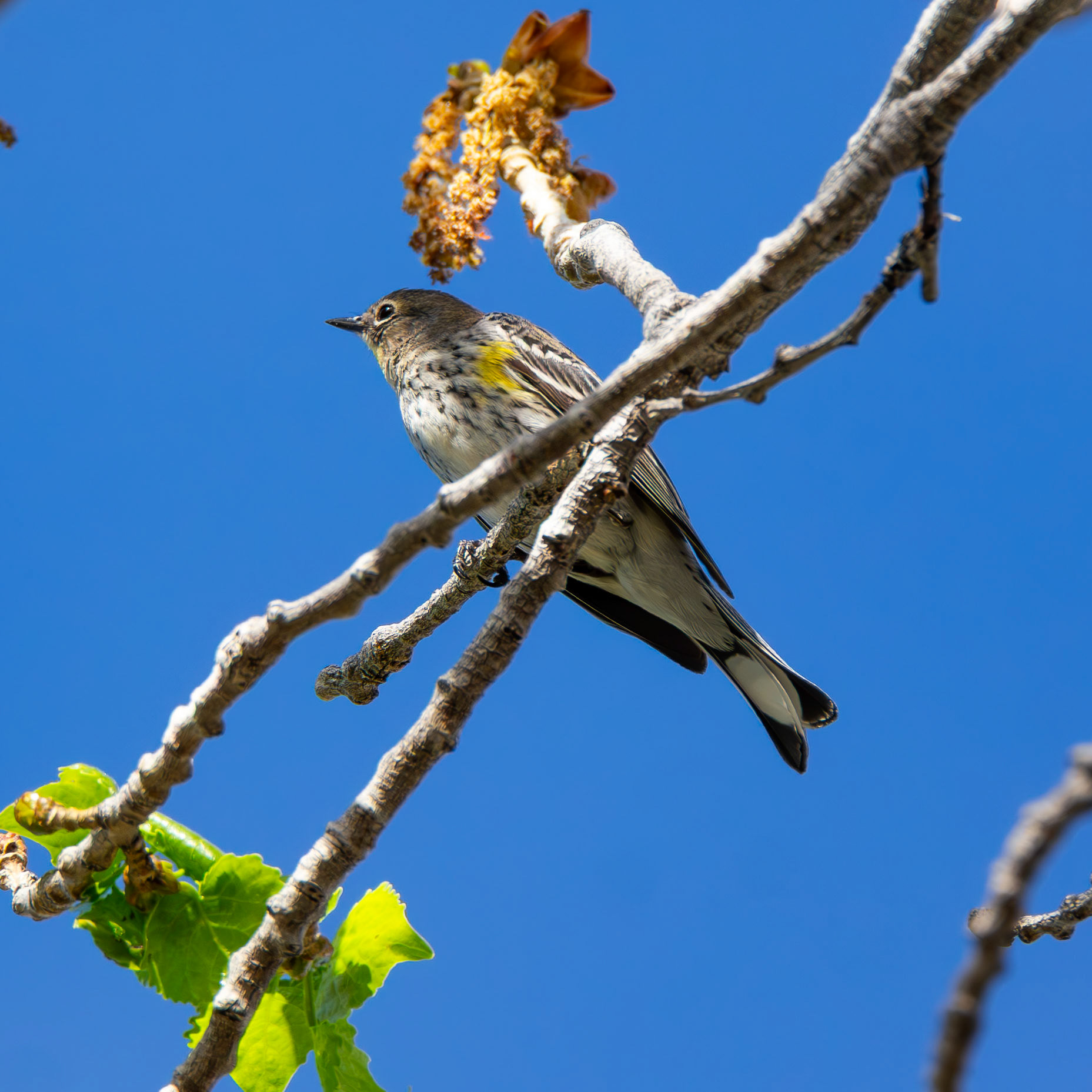 Myrtle Warbler