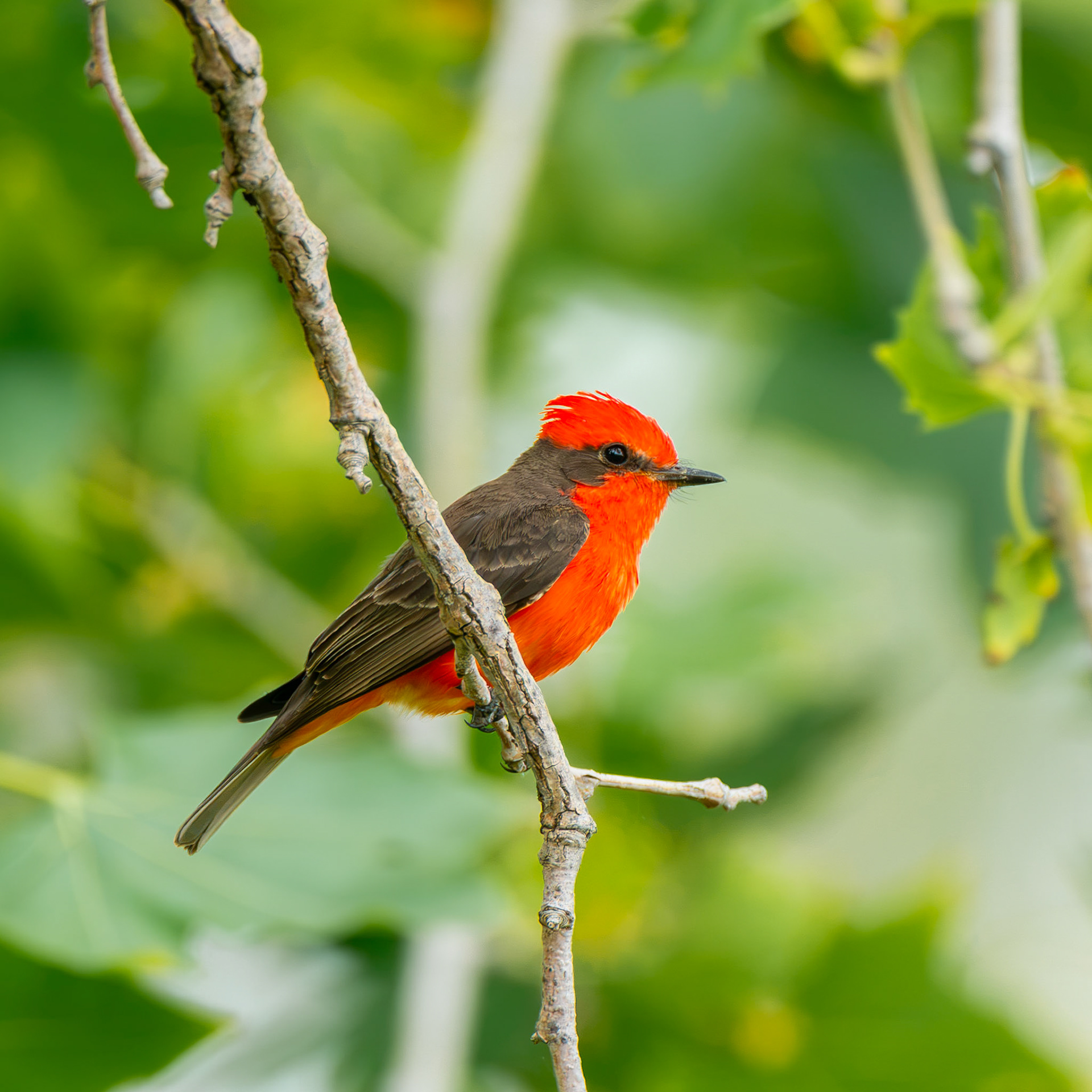 Vermillion Flycatcher