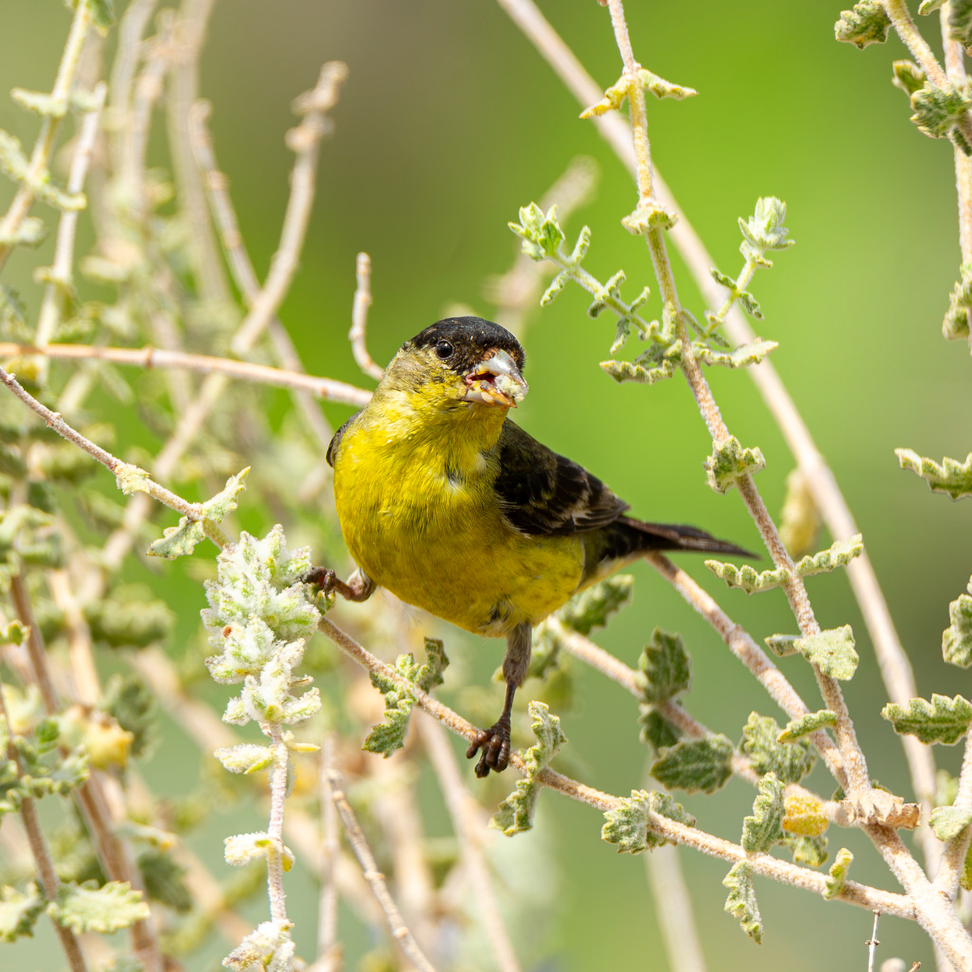 Lesser Goldfinch