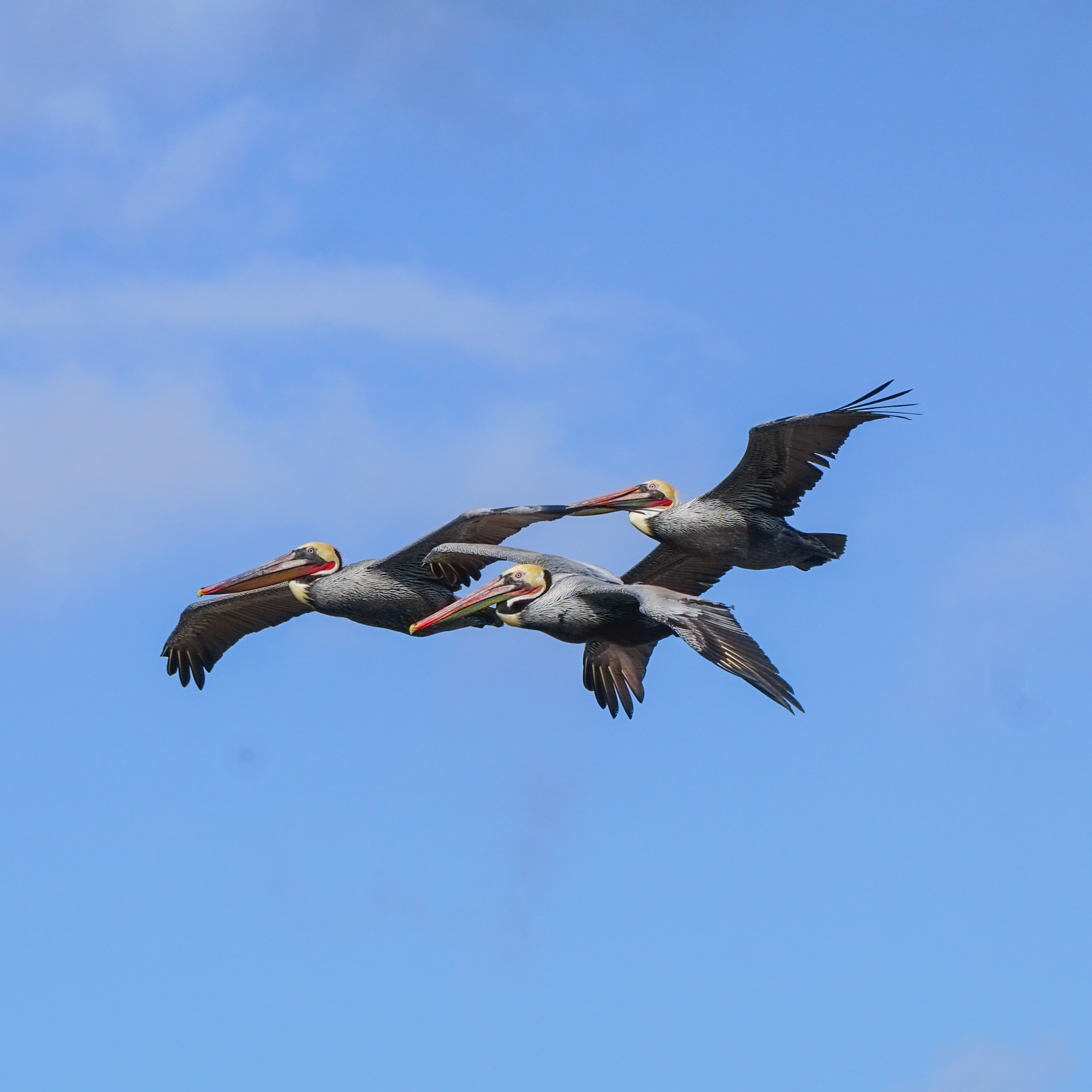 Brown Pelican