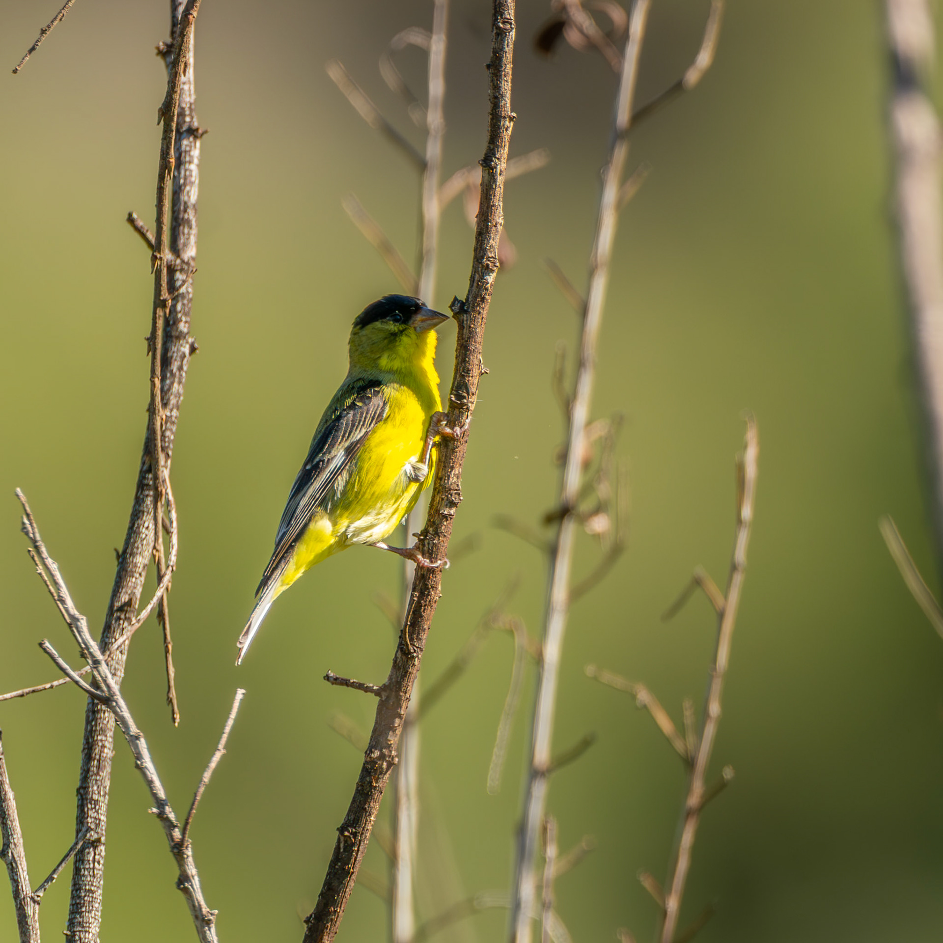 Lesser Goldfinch