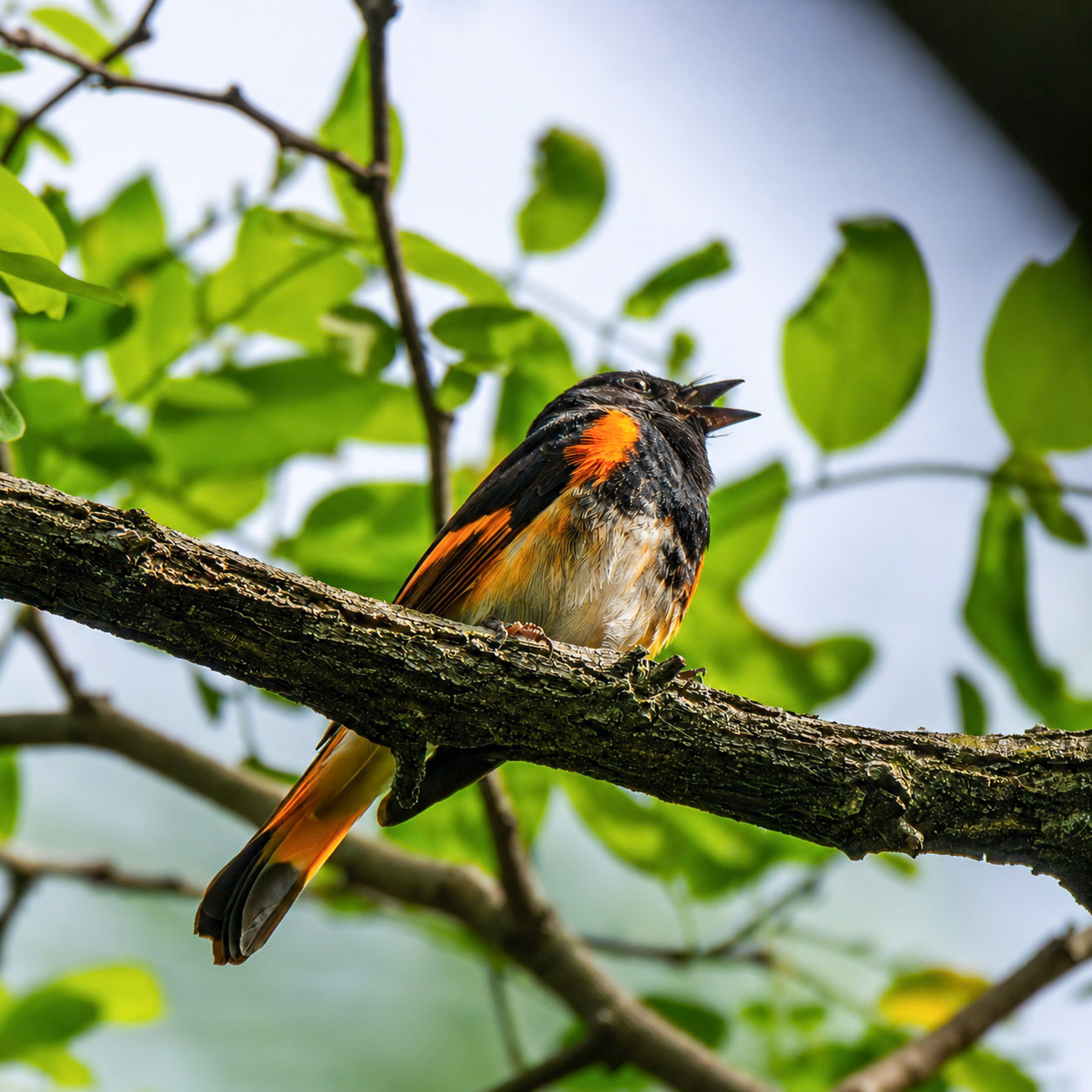 American Redstart