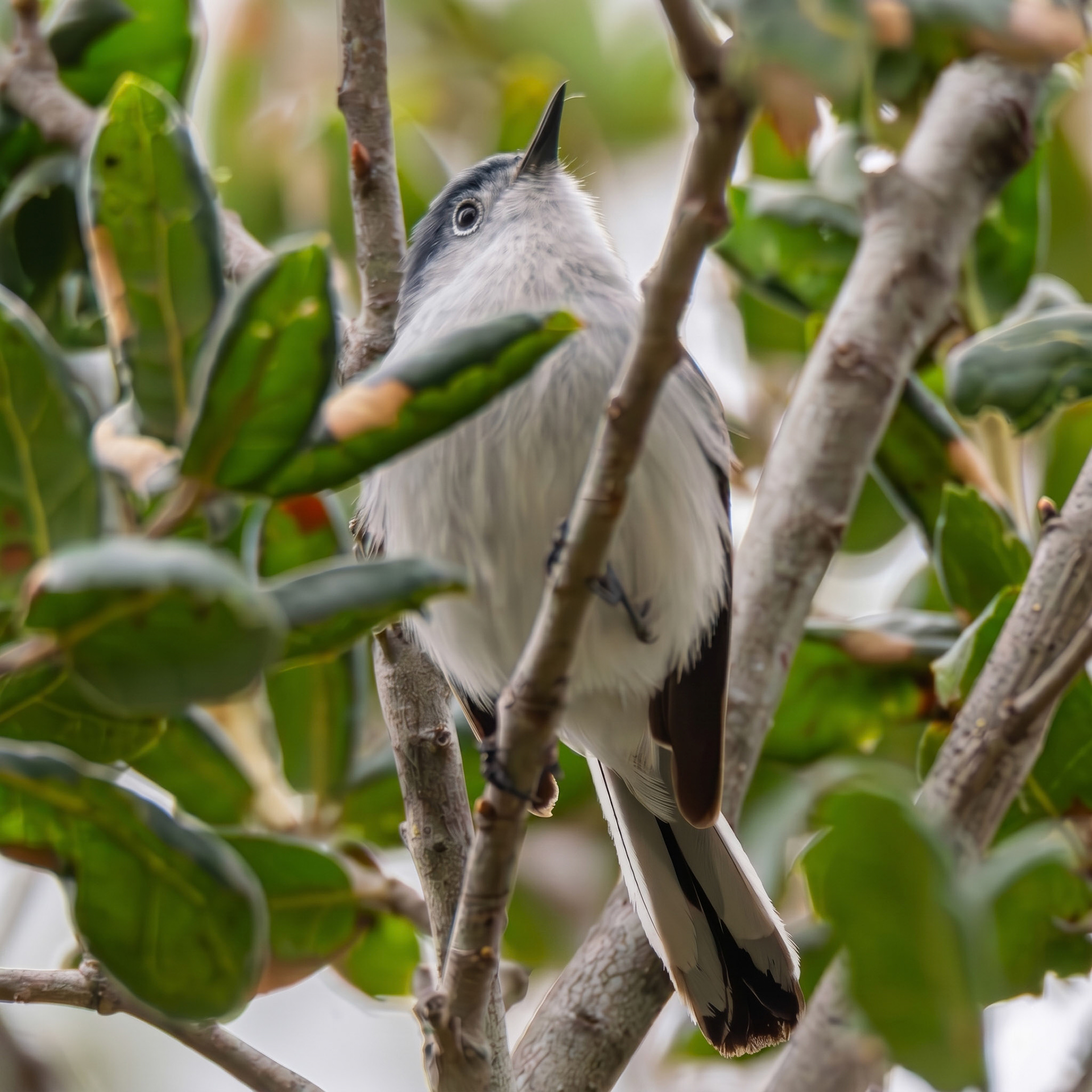 Blue-Grey Gnatcatcher