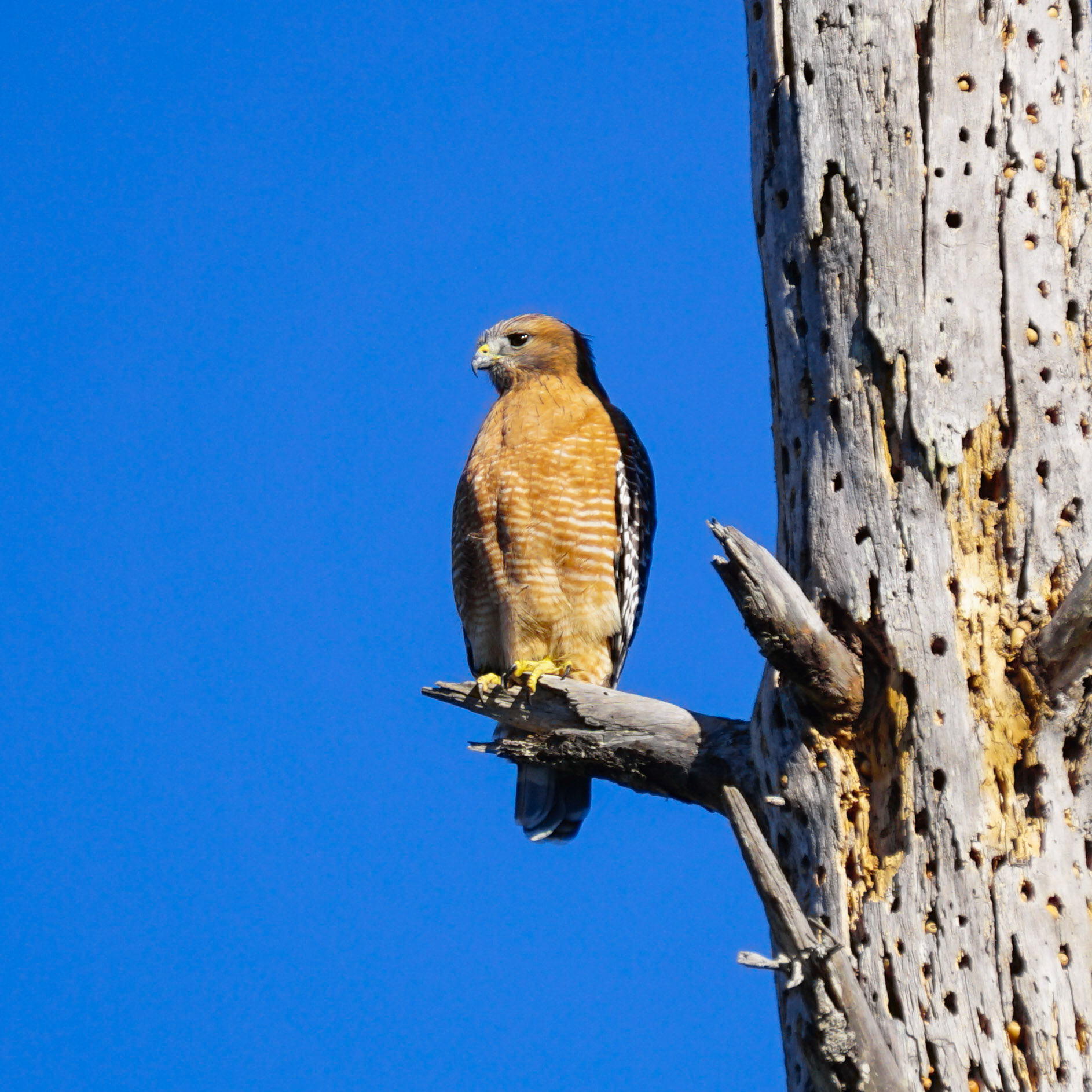 Red-Shouldered Hawk