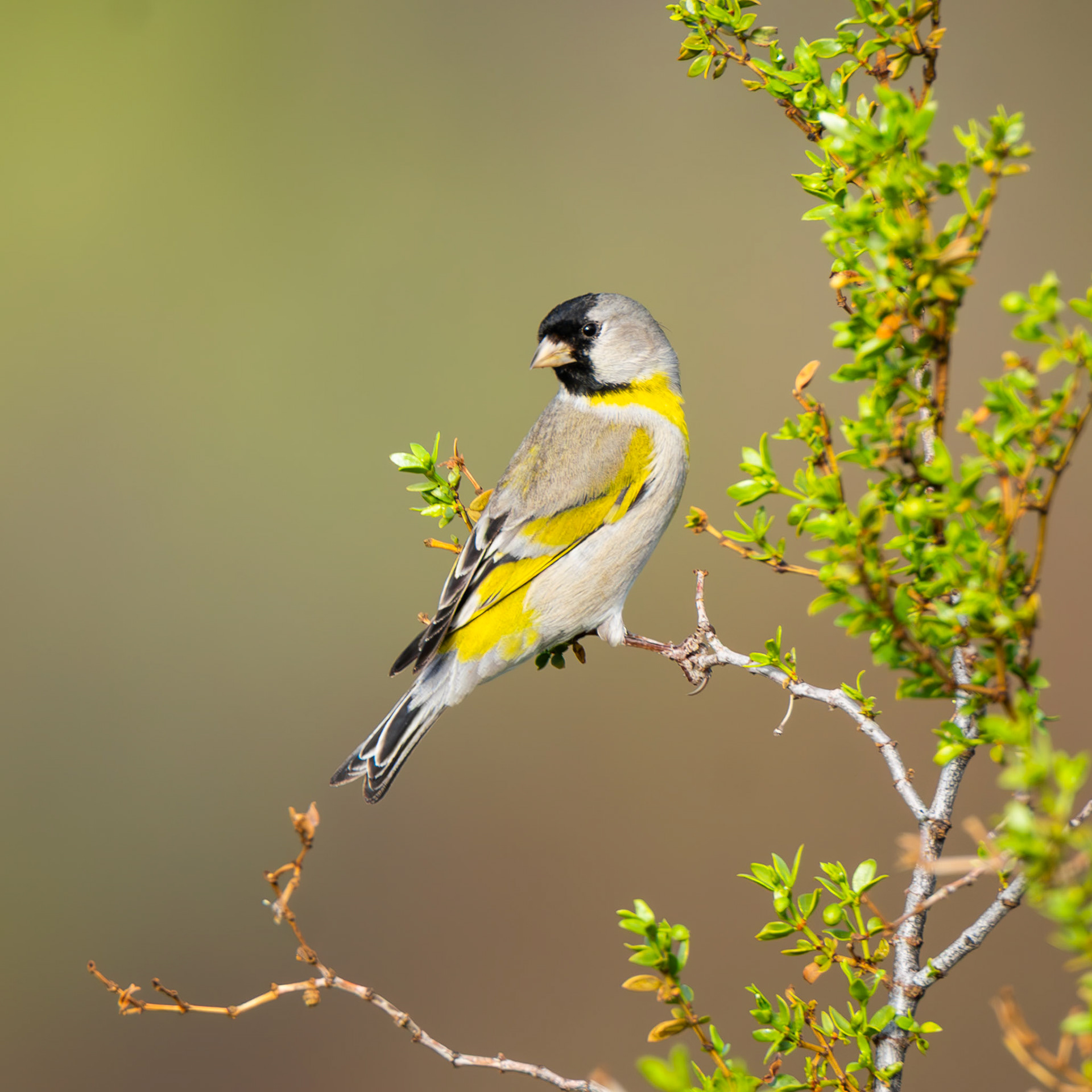 Lawrence's Finch