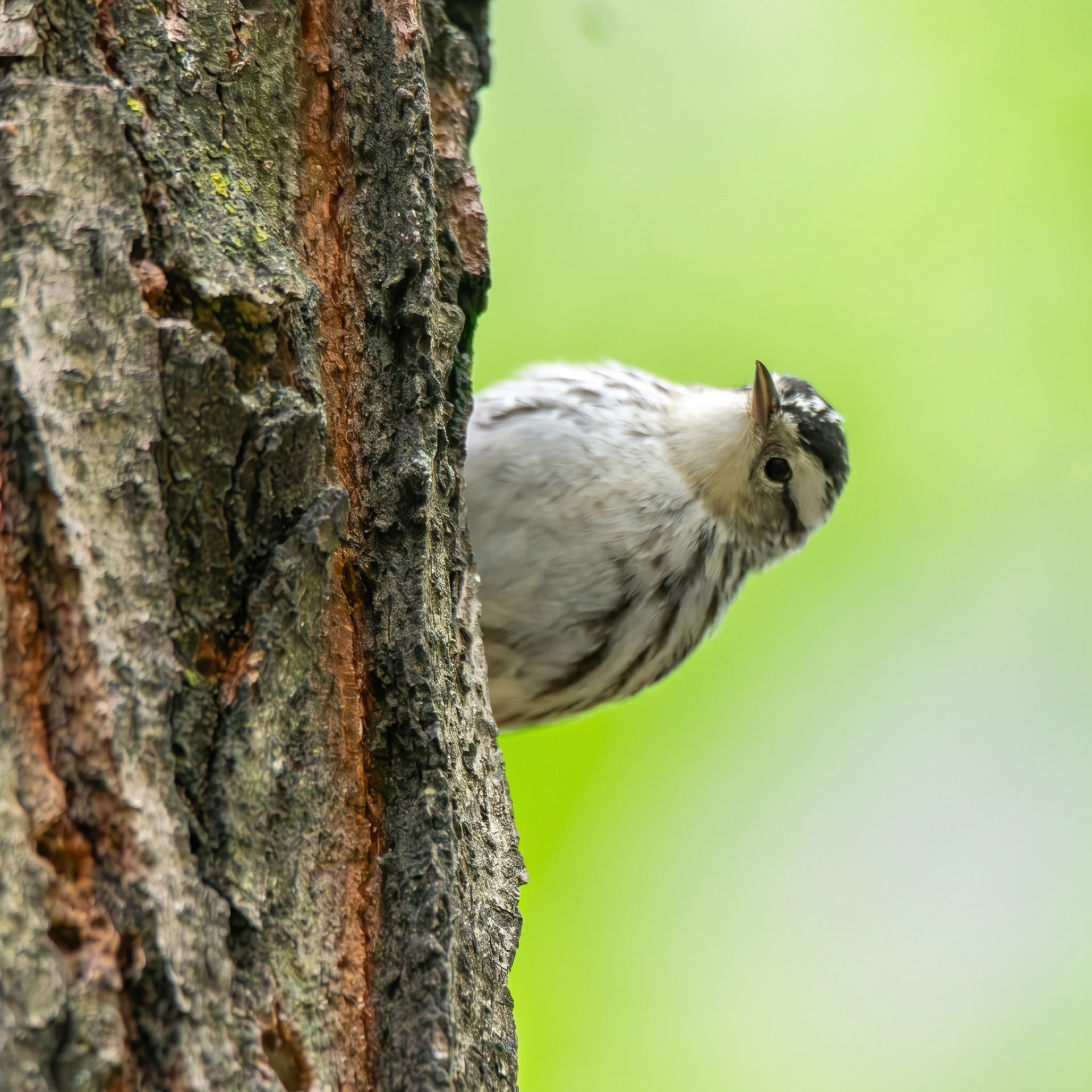 Black and White Warbler