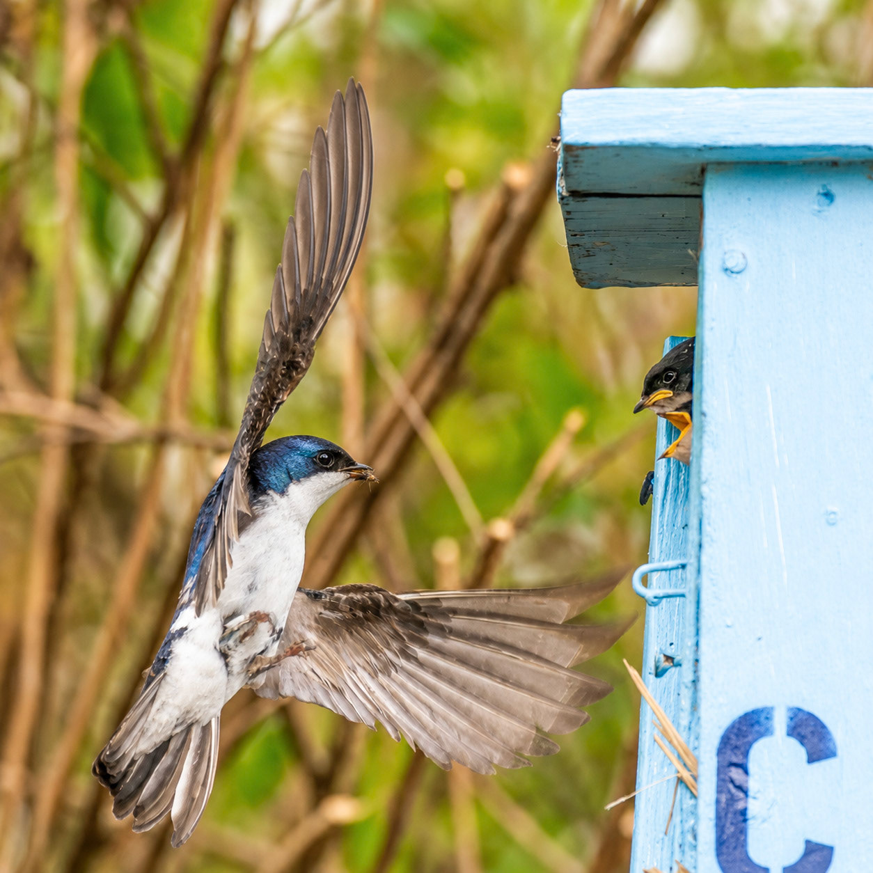 Tree Swallow