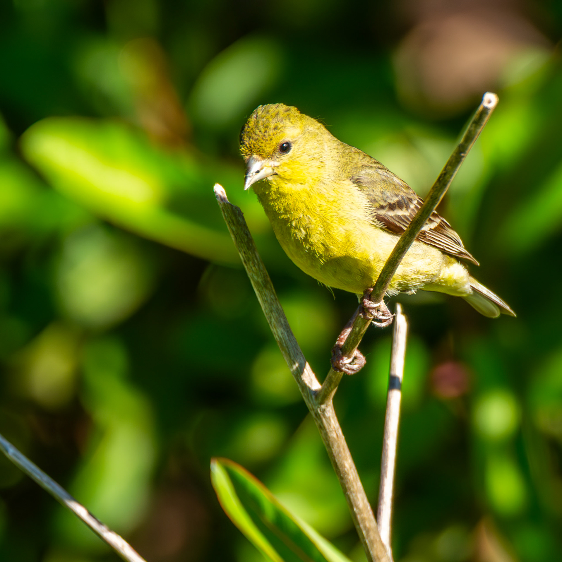 Lesser Goldfinch