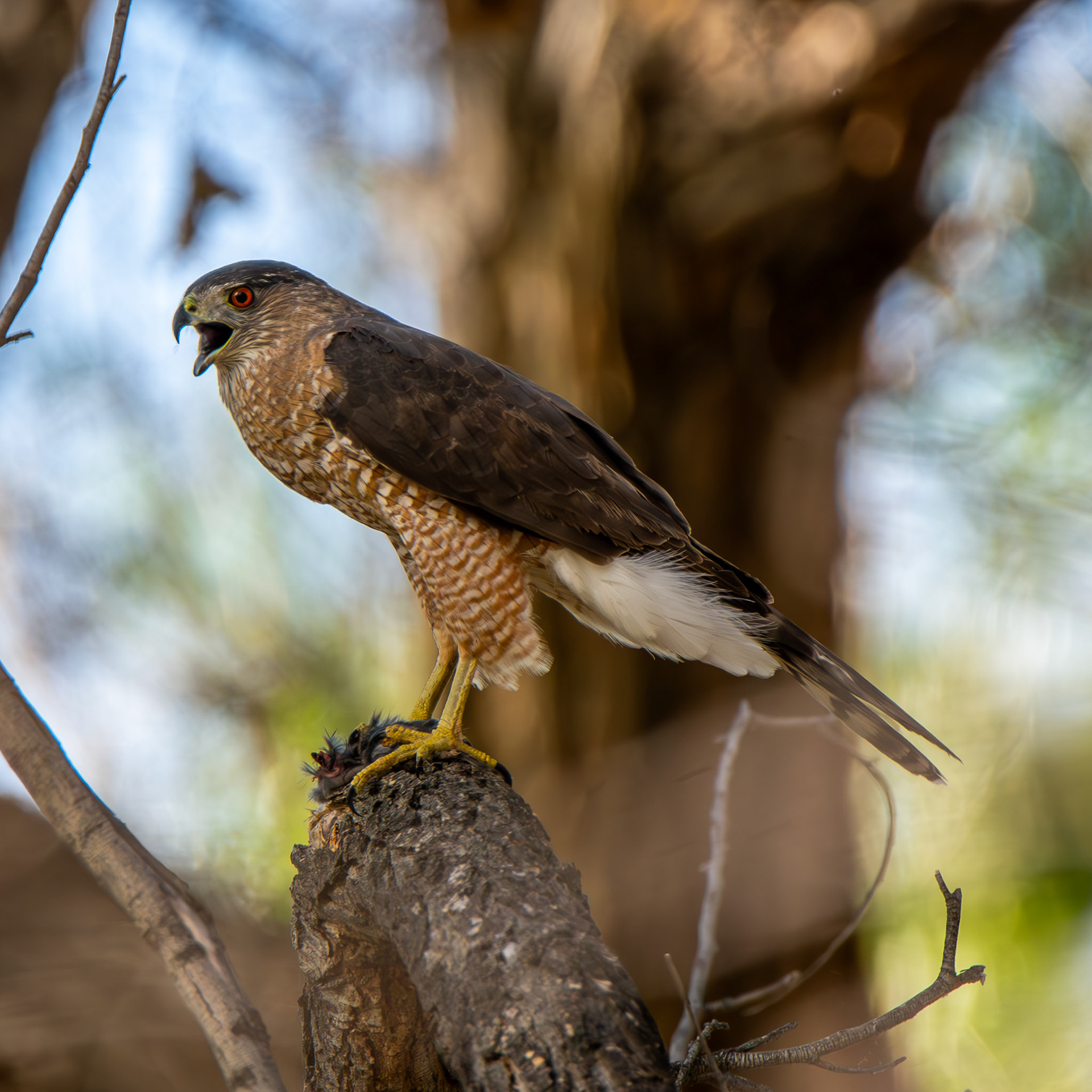 Cooper's Hawk