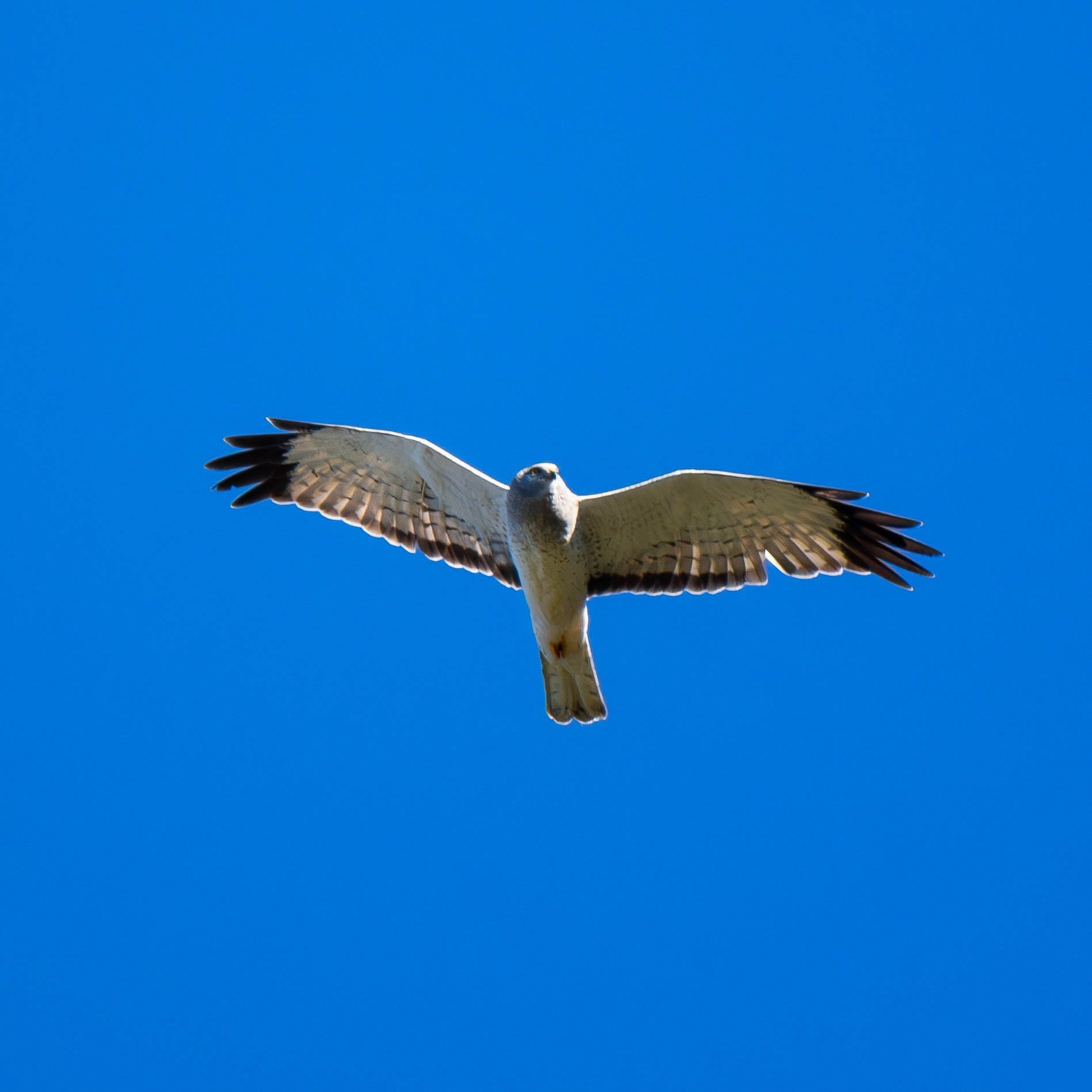 Northern Harrier