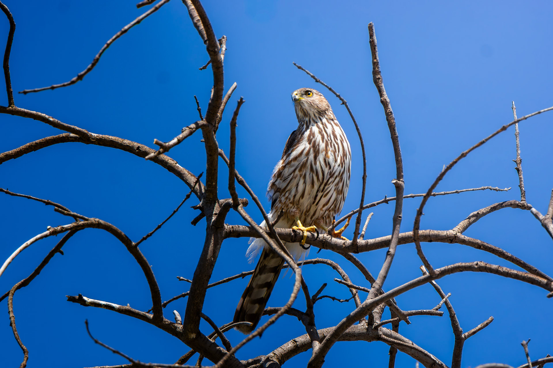 Cooper's Hawk