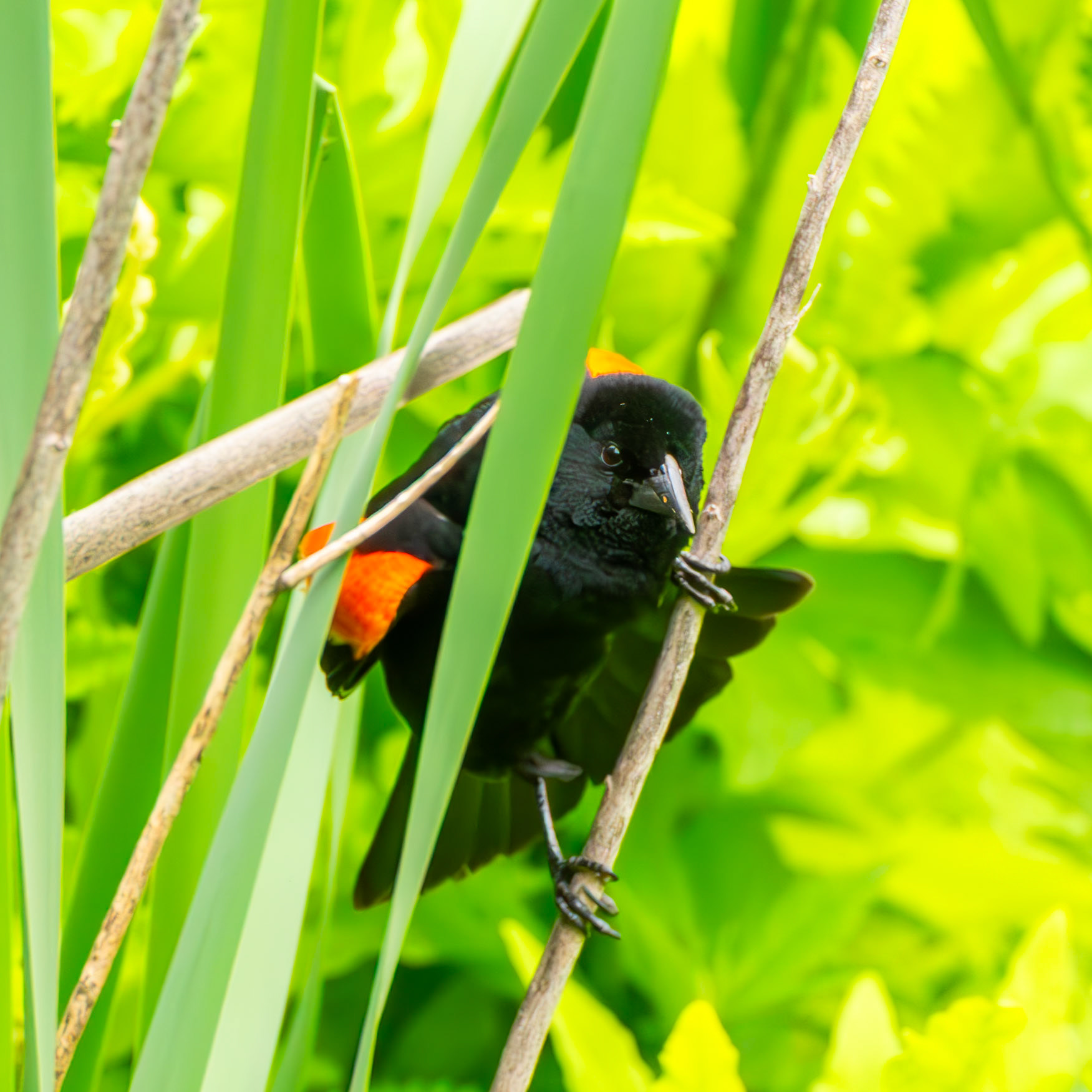 Red-Winged Blackbird