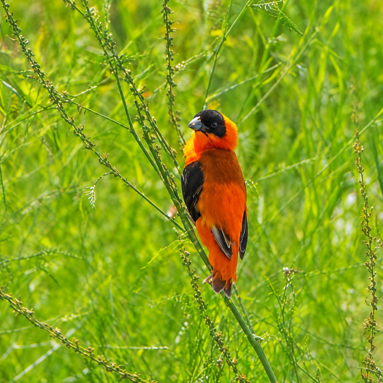 Northern Red Bishop