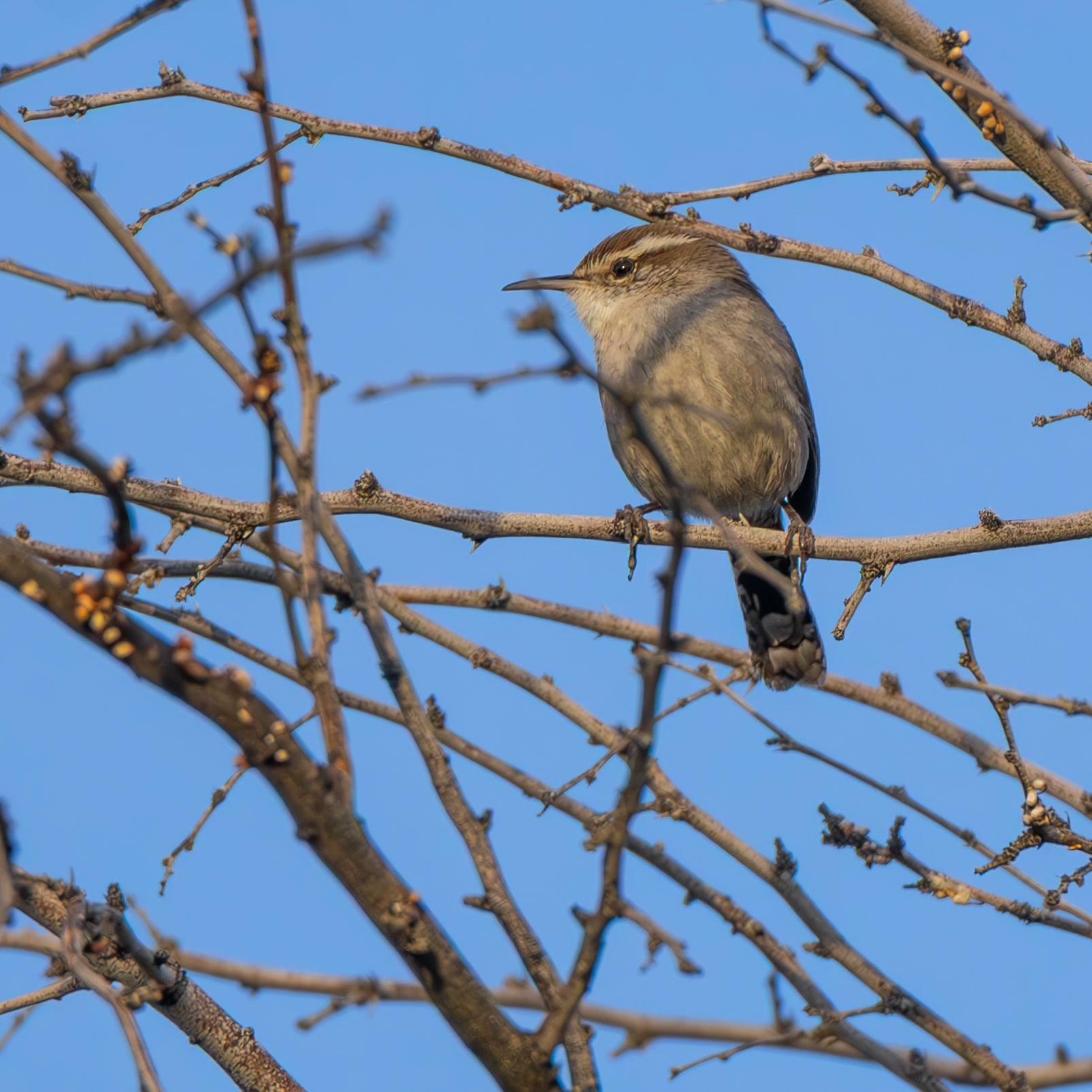 Bewick's Wren