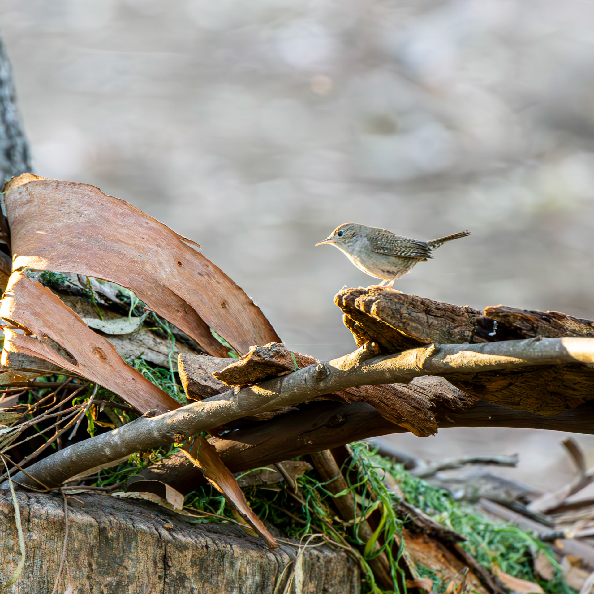 House Wren