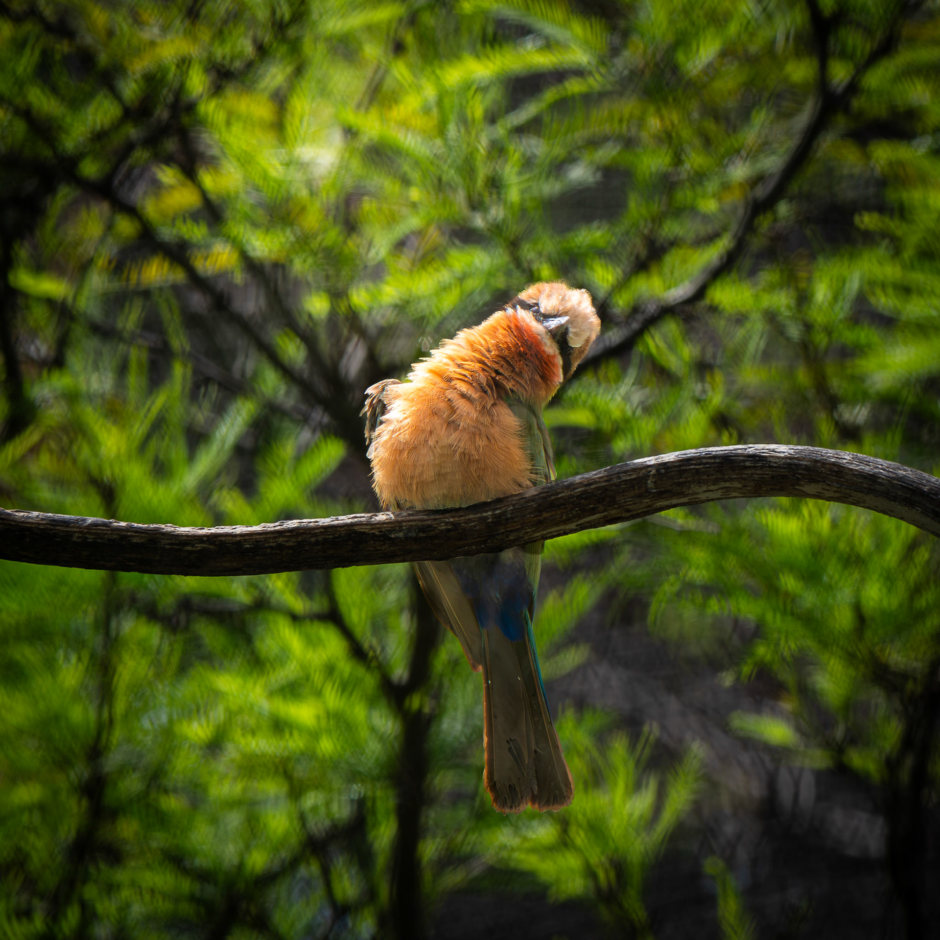 White-Fronted Bee Eater