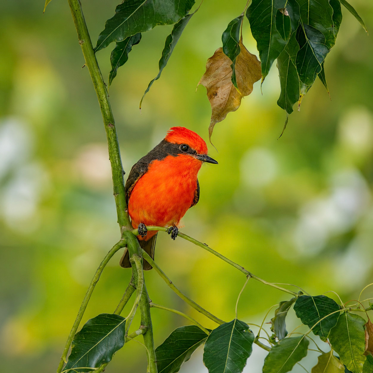 Vermillion Flycatcher