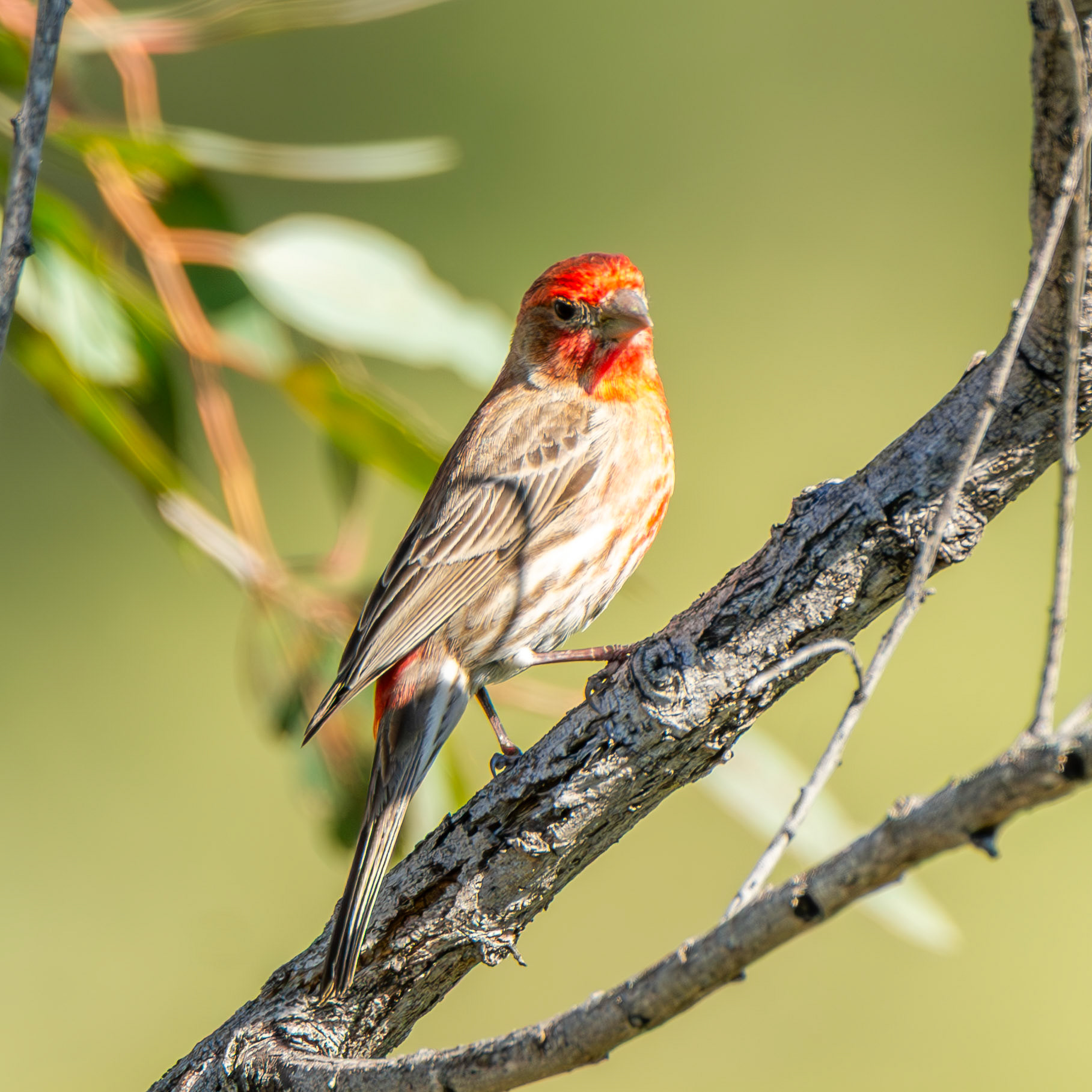 House Finch