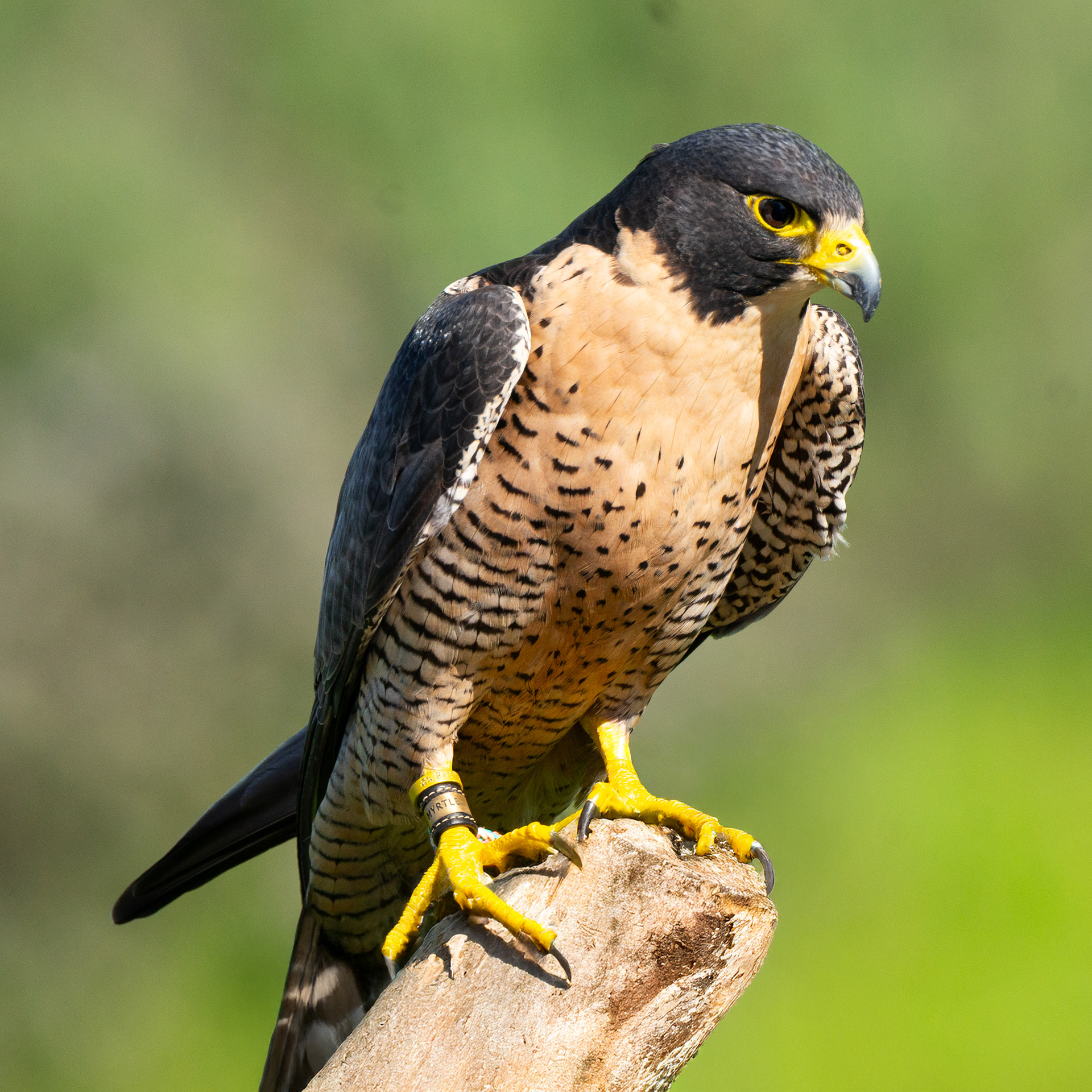 Peregrine Falcon