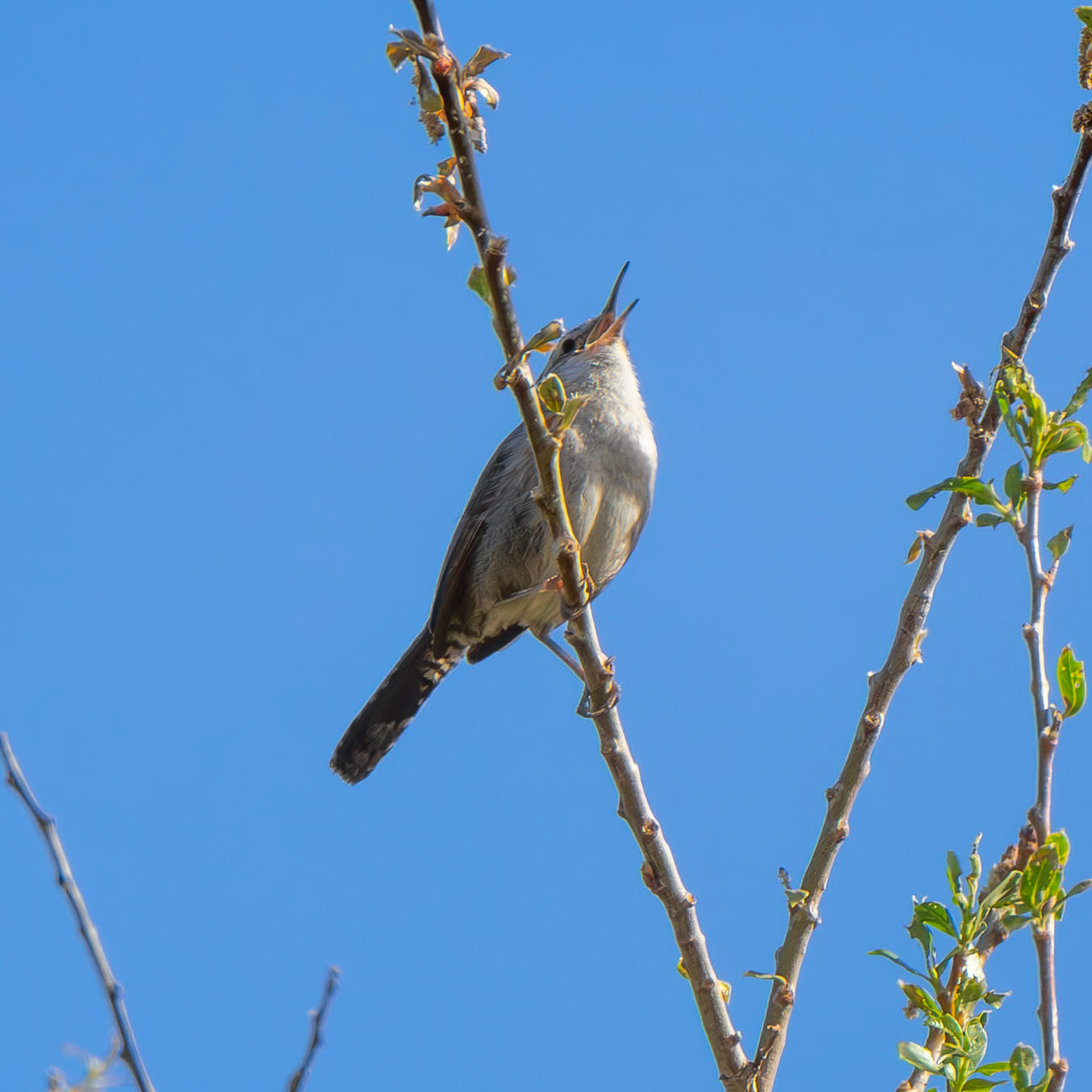 Bewick's Wren
