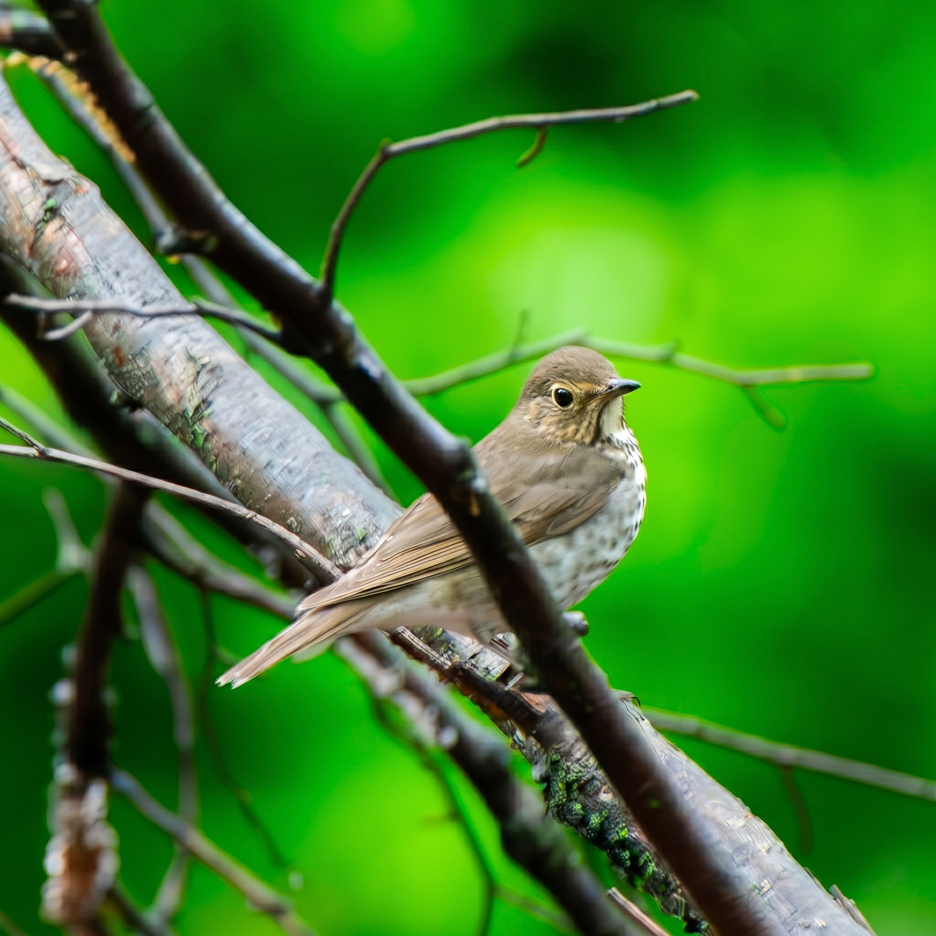 Swainson's Thrush