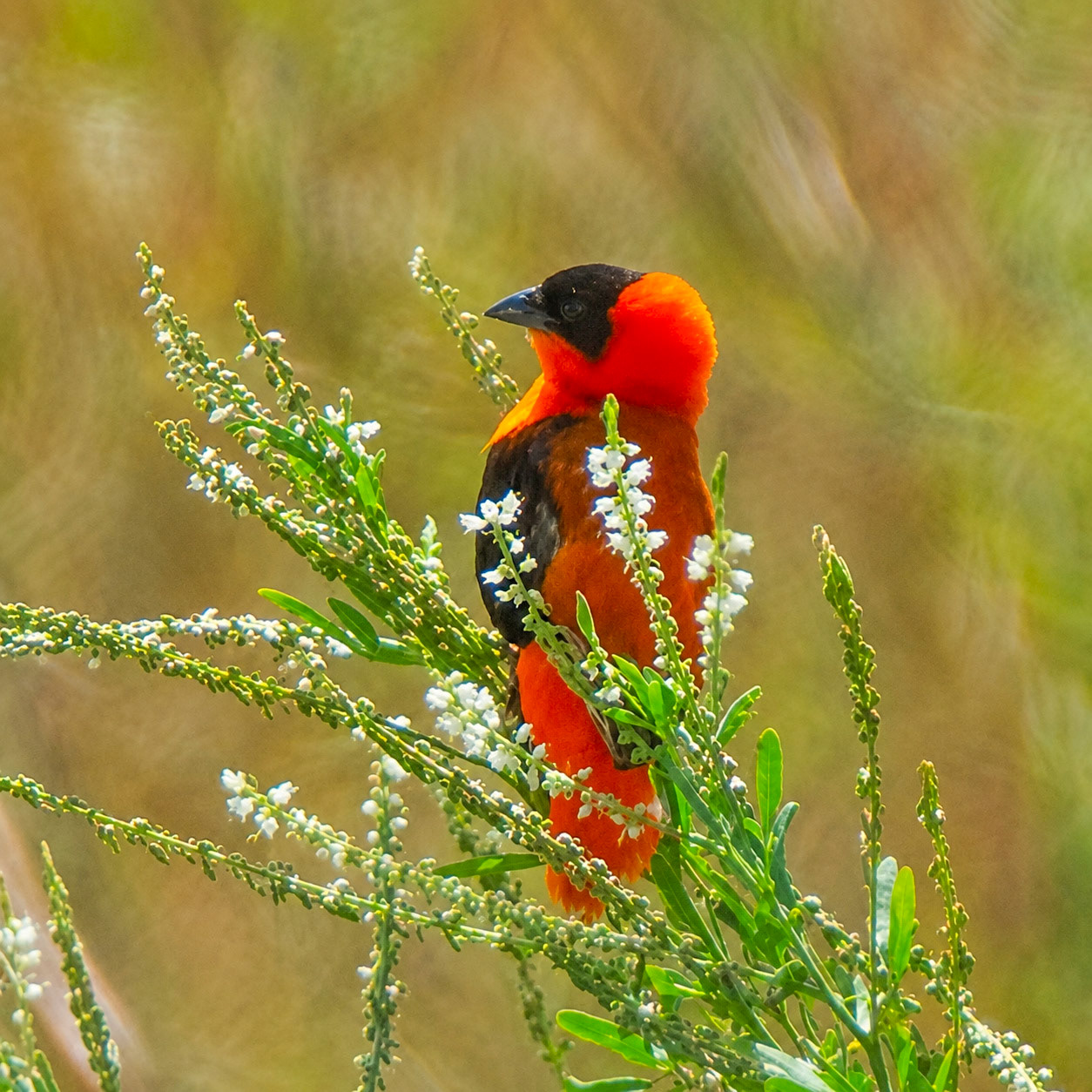 Northern Red Bishop