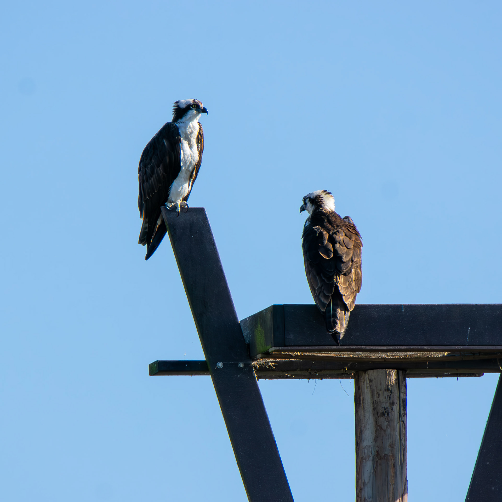 Osprey