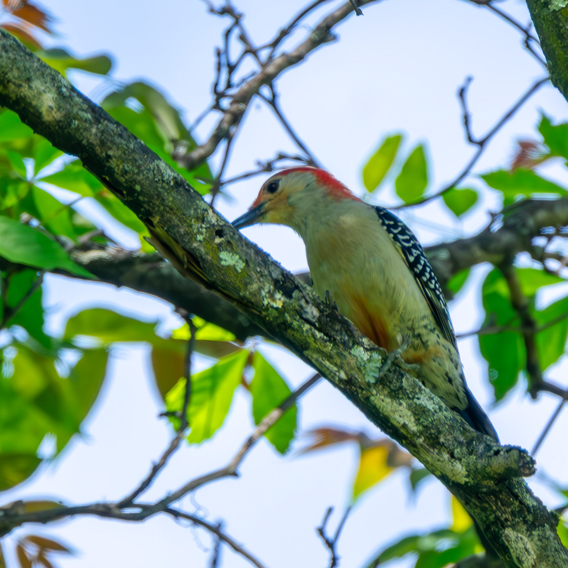 Red-Bellied Woodpecker