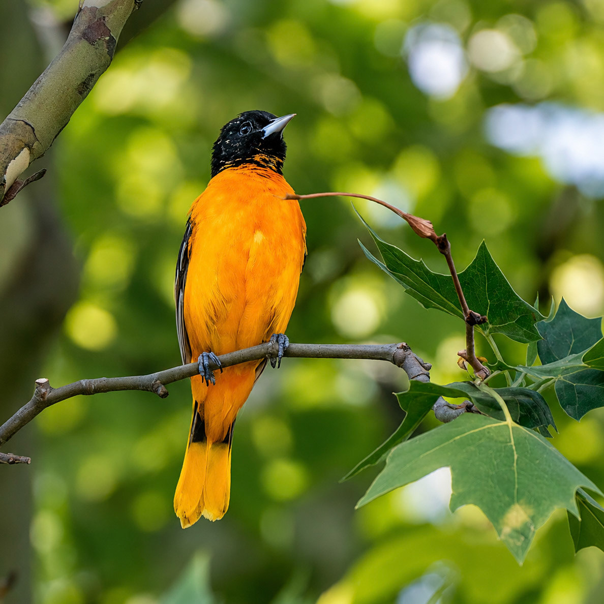 Baltimore Oriole