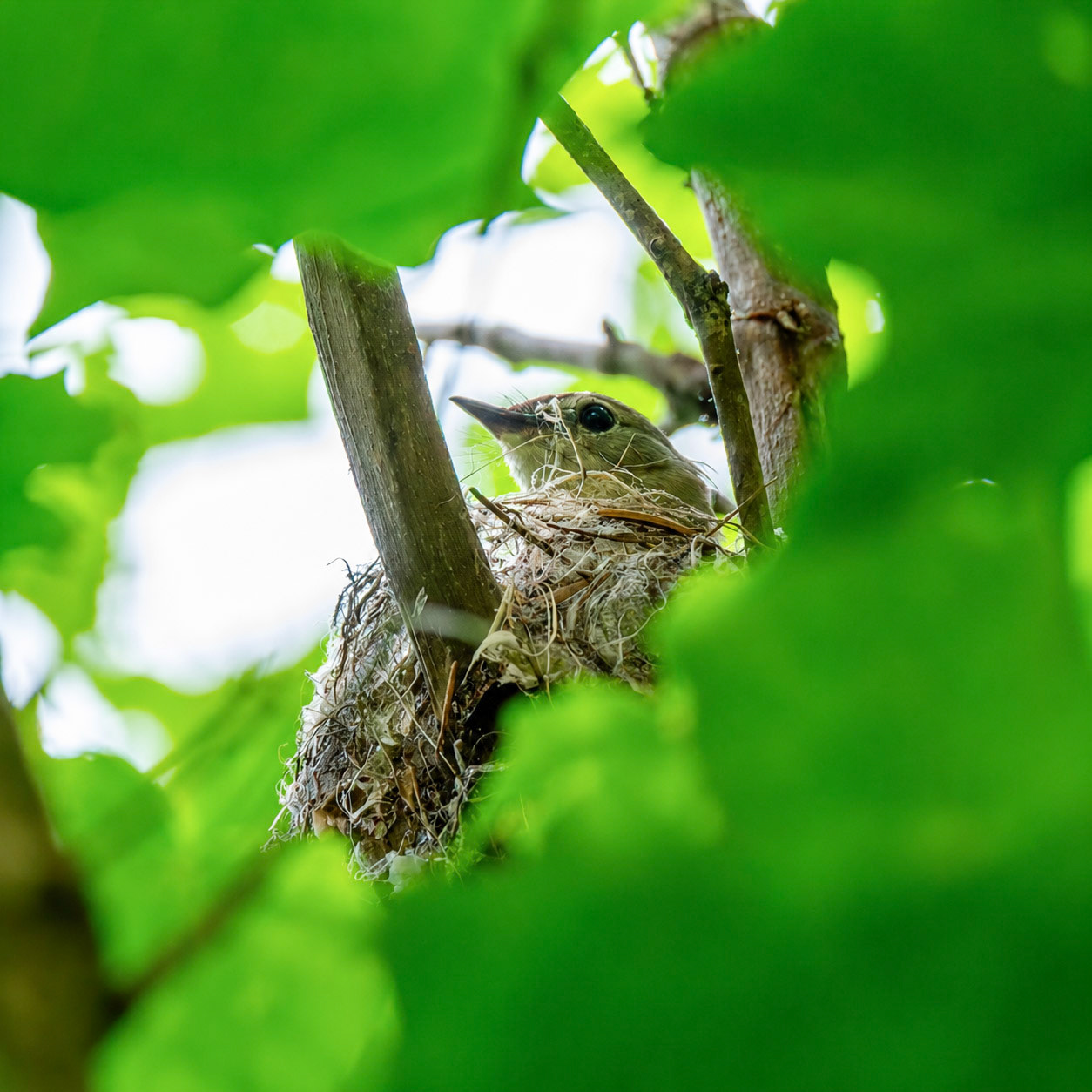 American Redstart