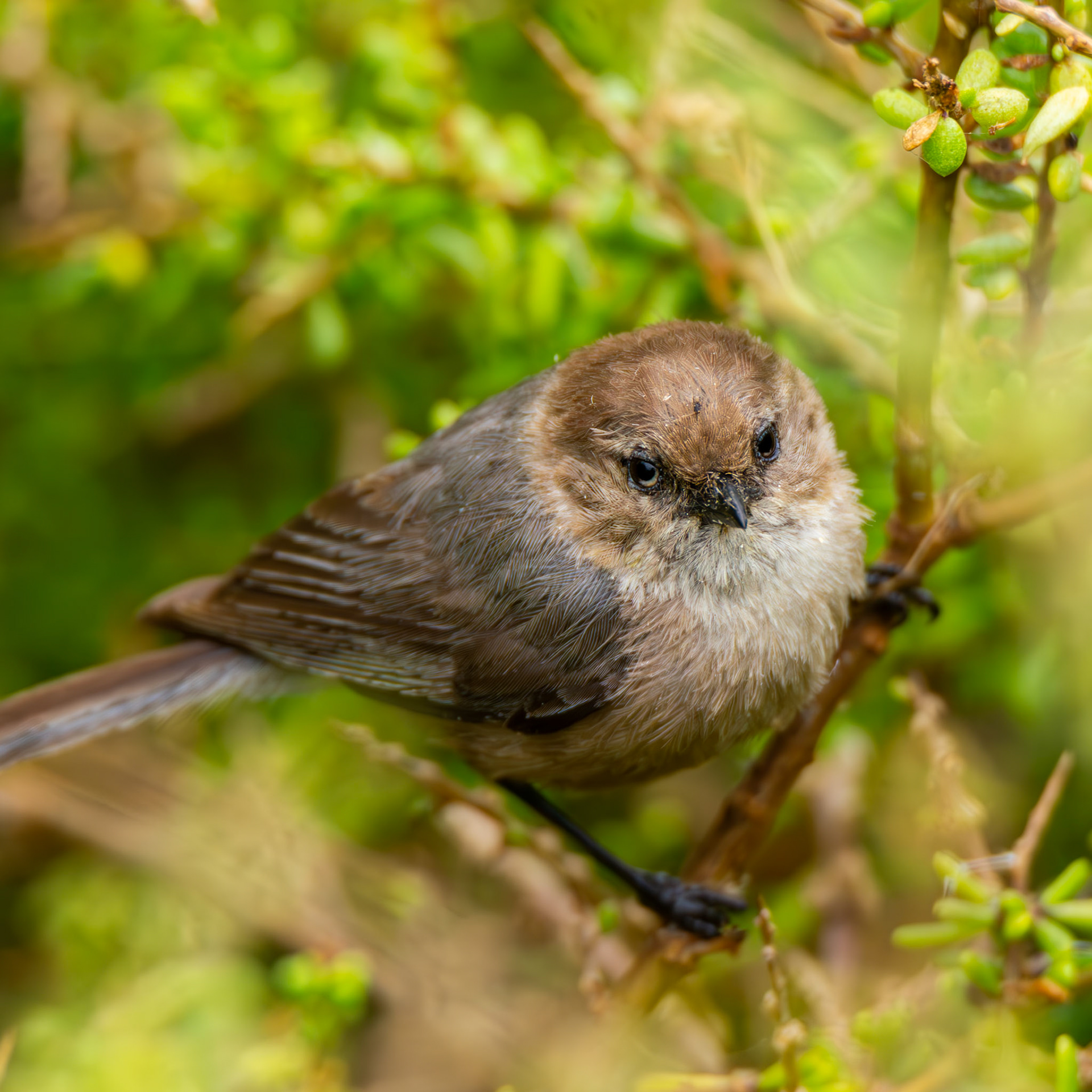 Bushtit