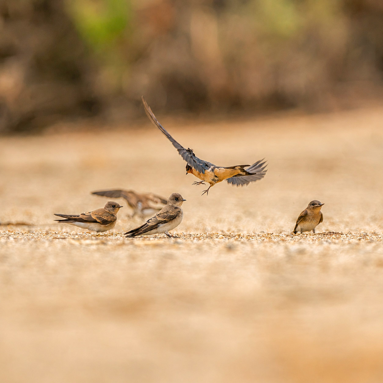Barn Swallows