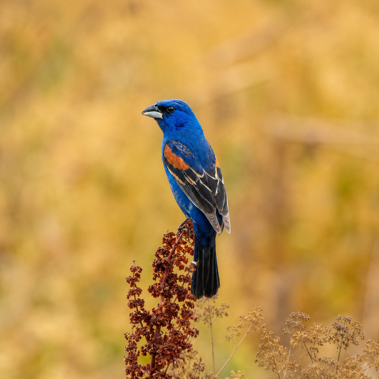 Blue Grosbeak