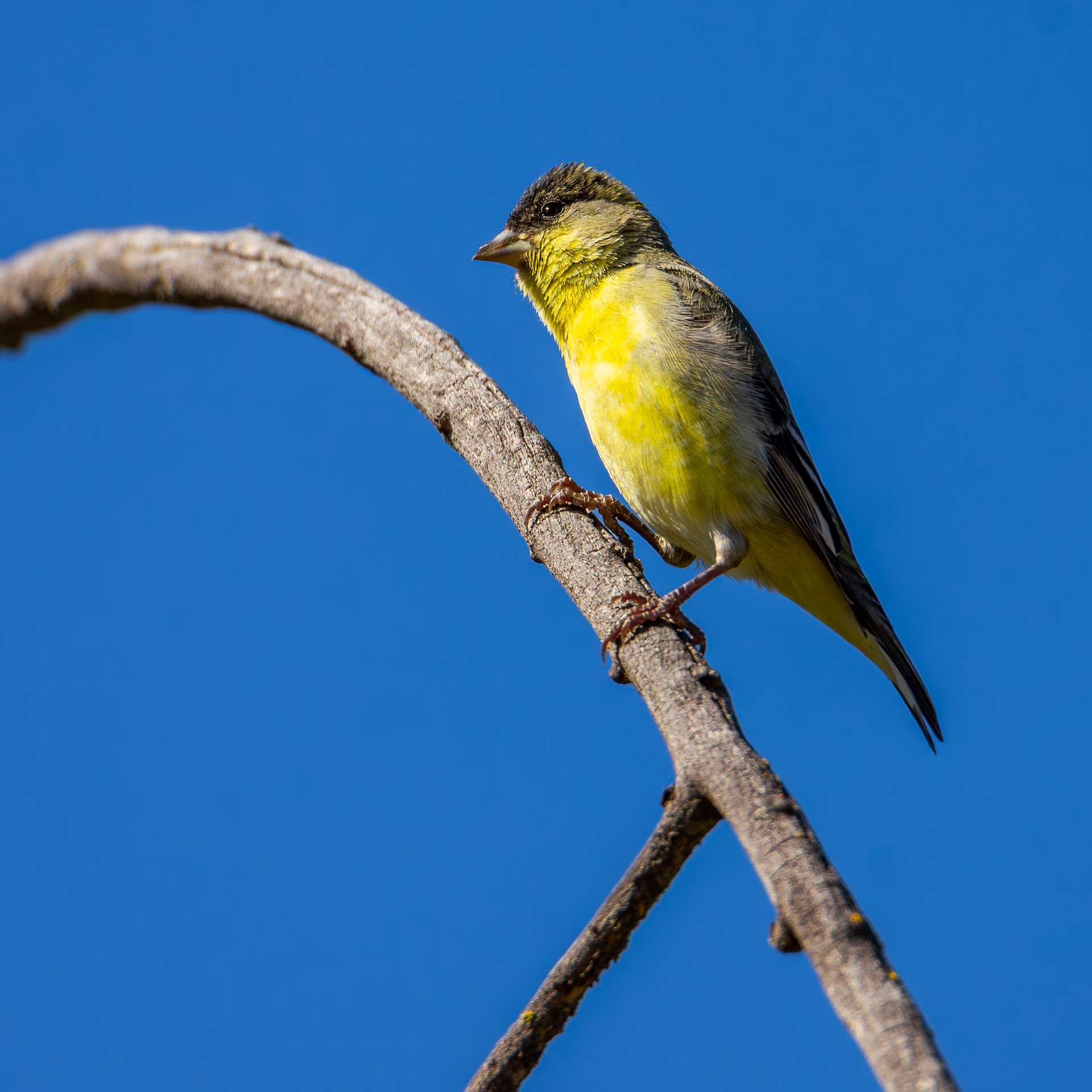 Lesser Goldfinch