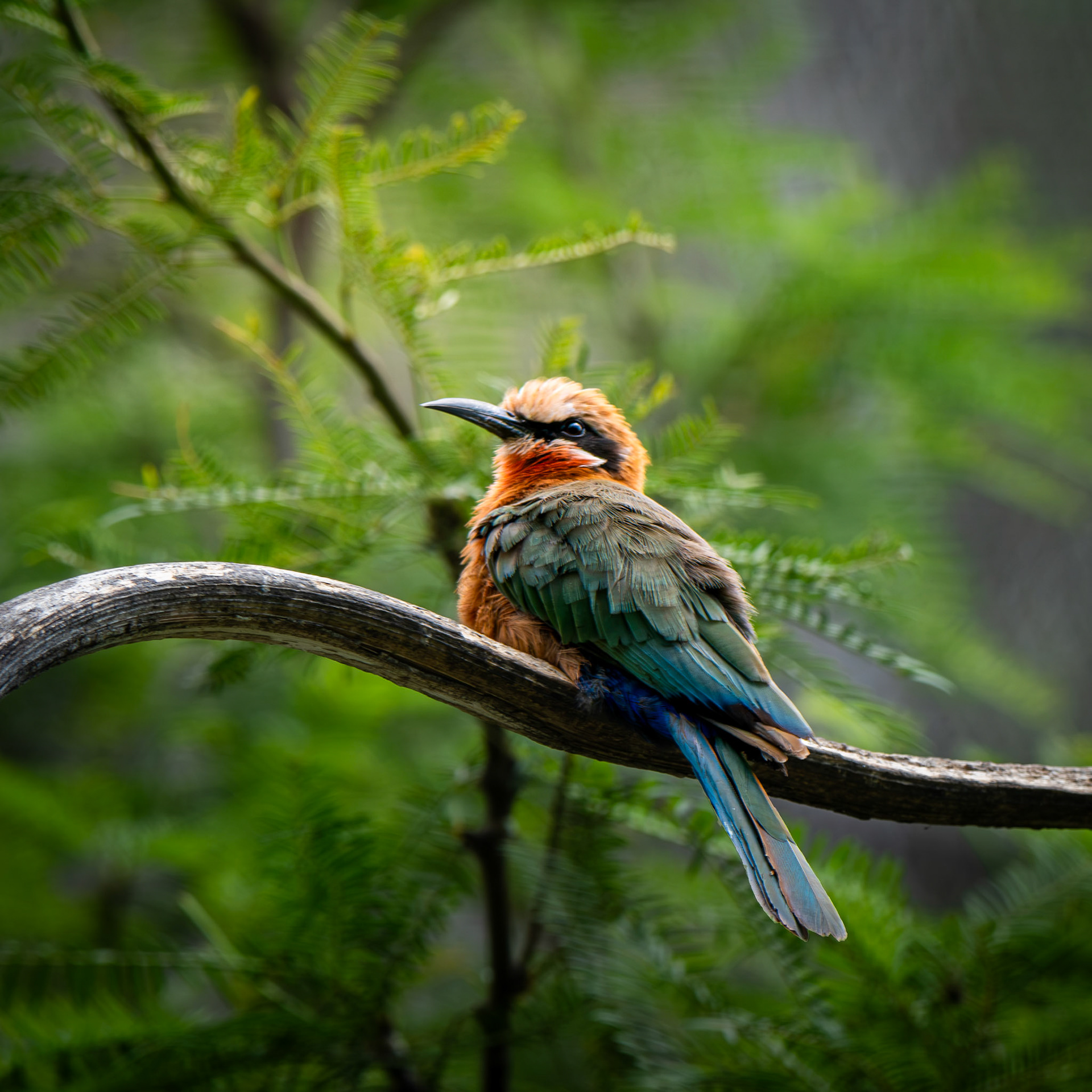 White-Fronted Bee Eater