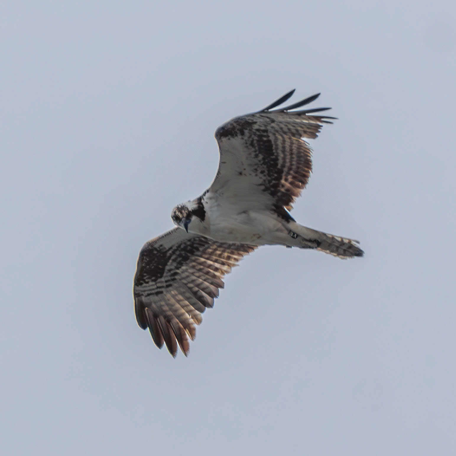 Osprey