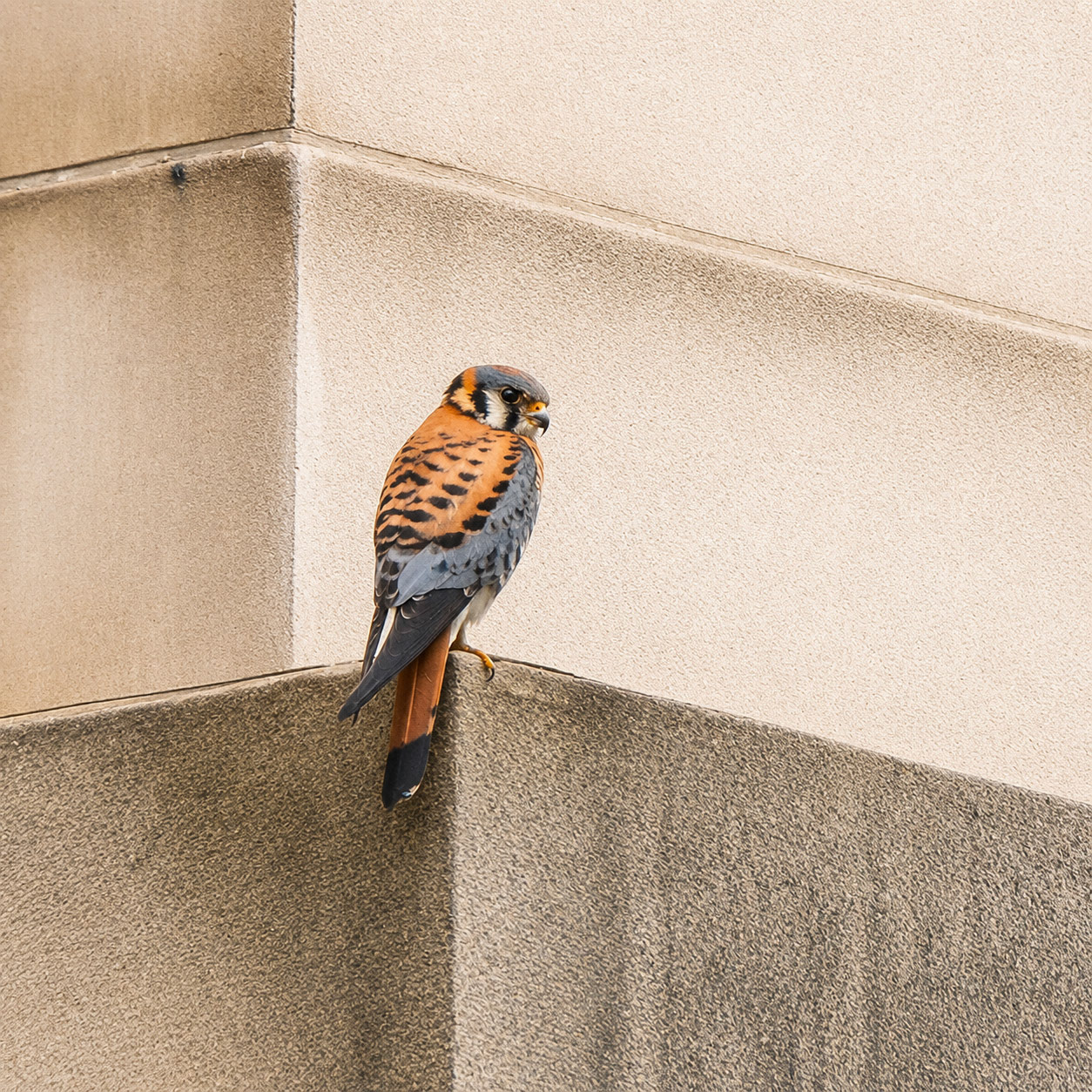 American Kestrel