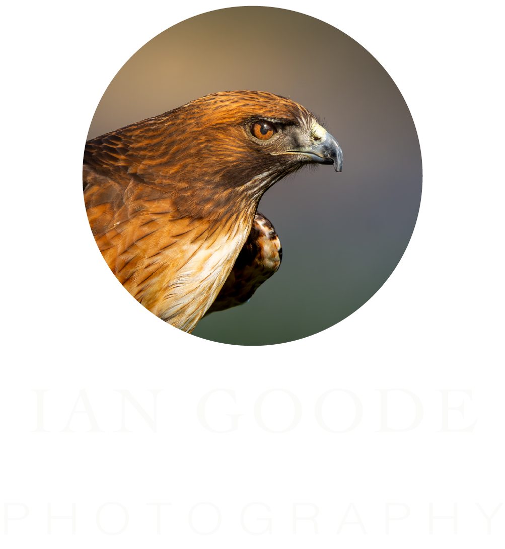 Ian Goode