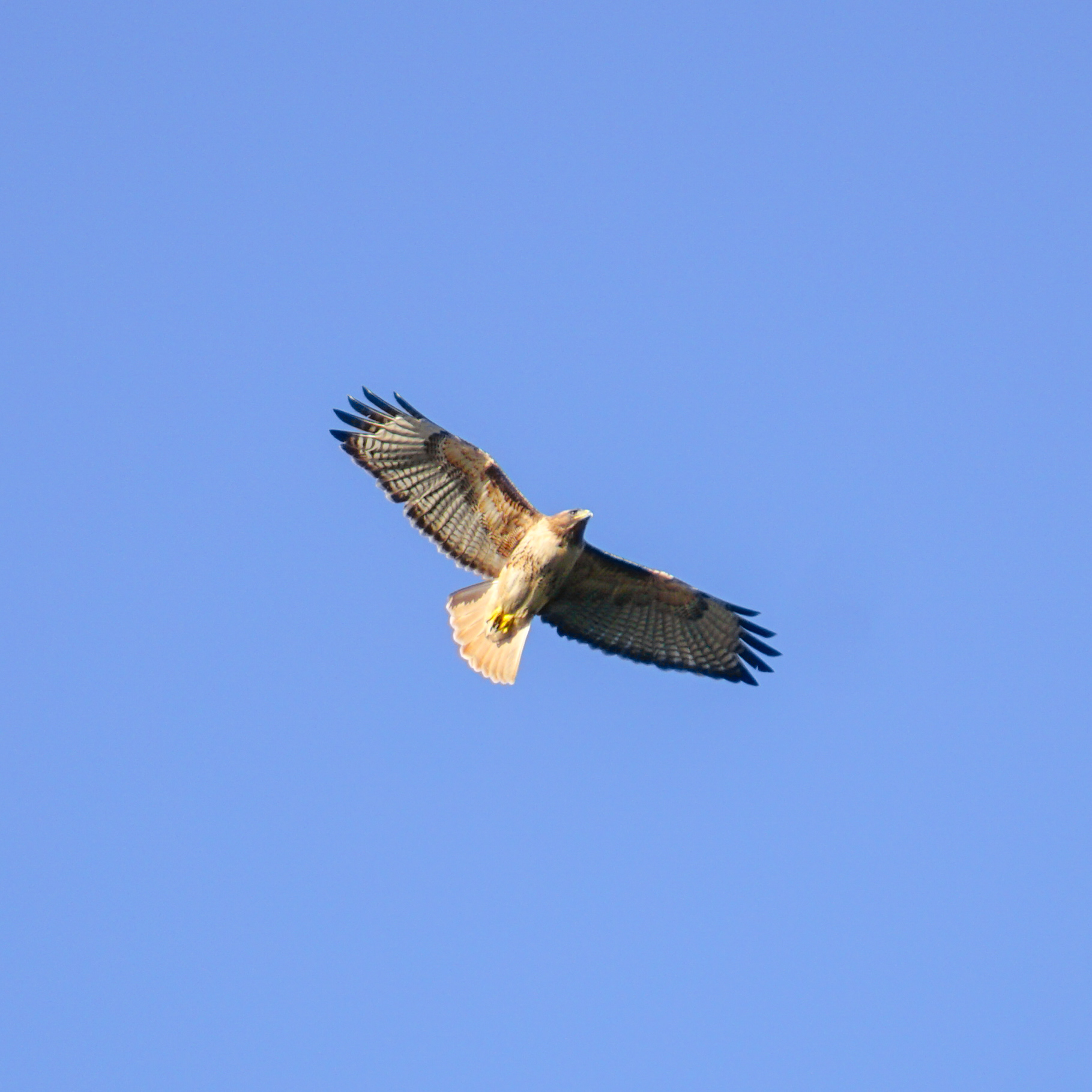 Red-Tailed Hawk
