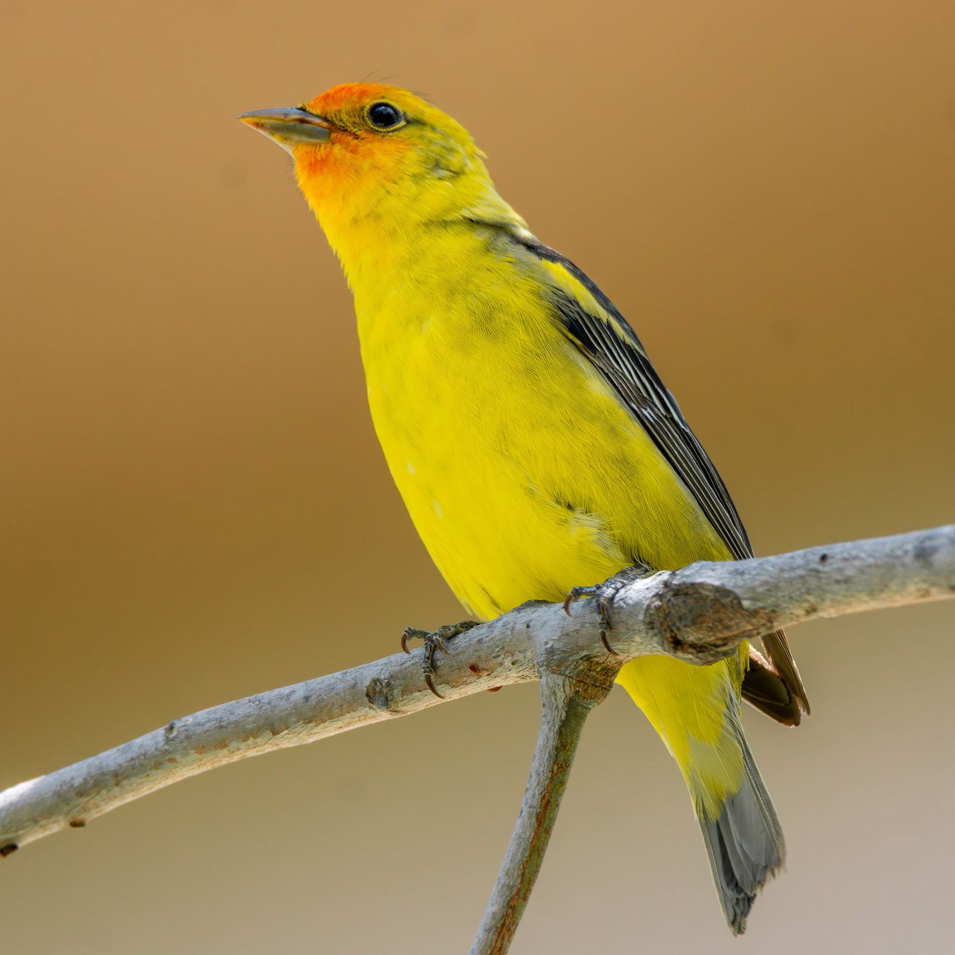 Western Tanager