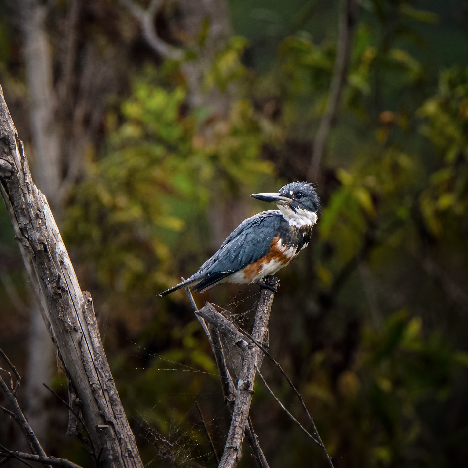 Belted Kingfisher
