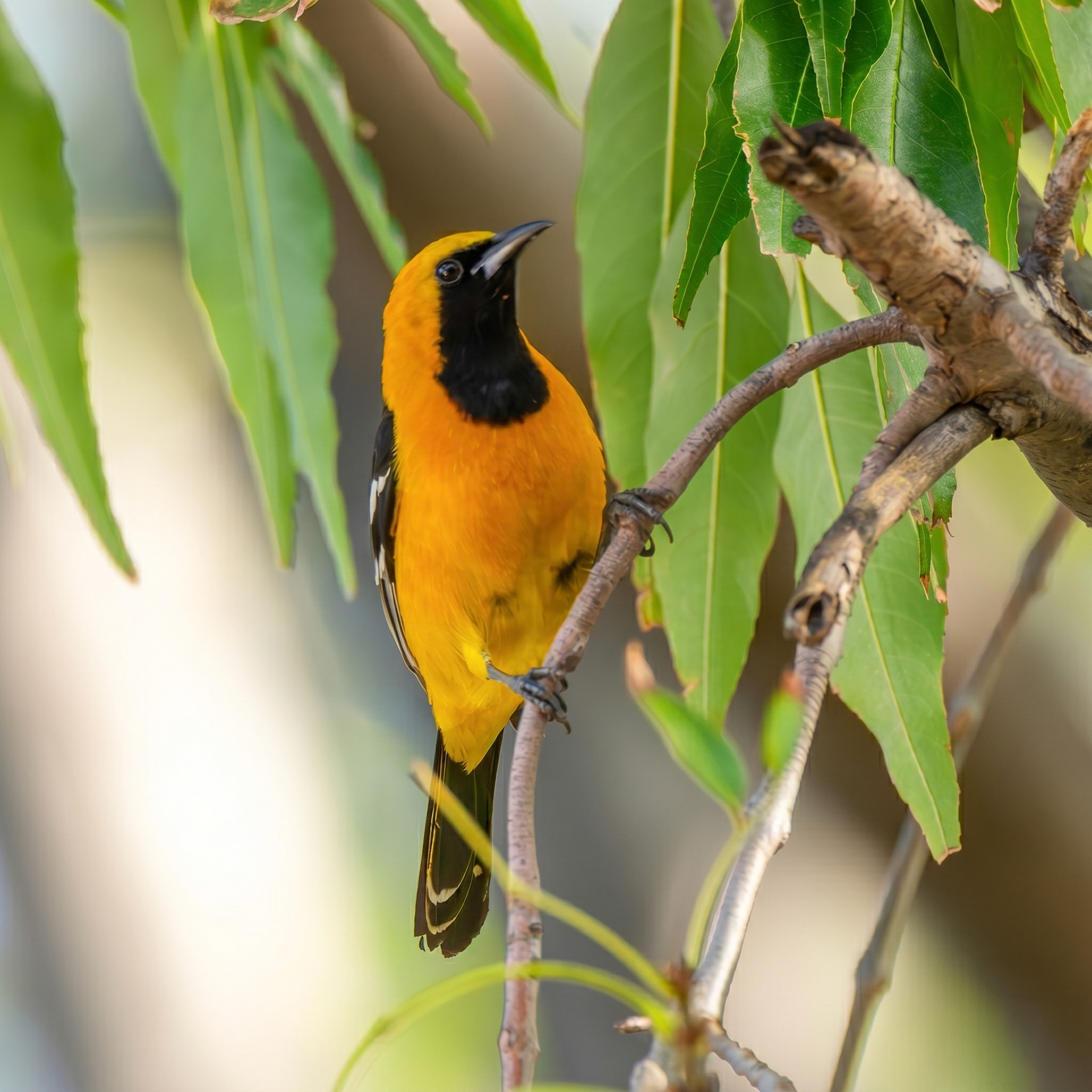 Hooded Oriole