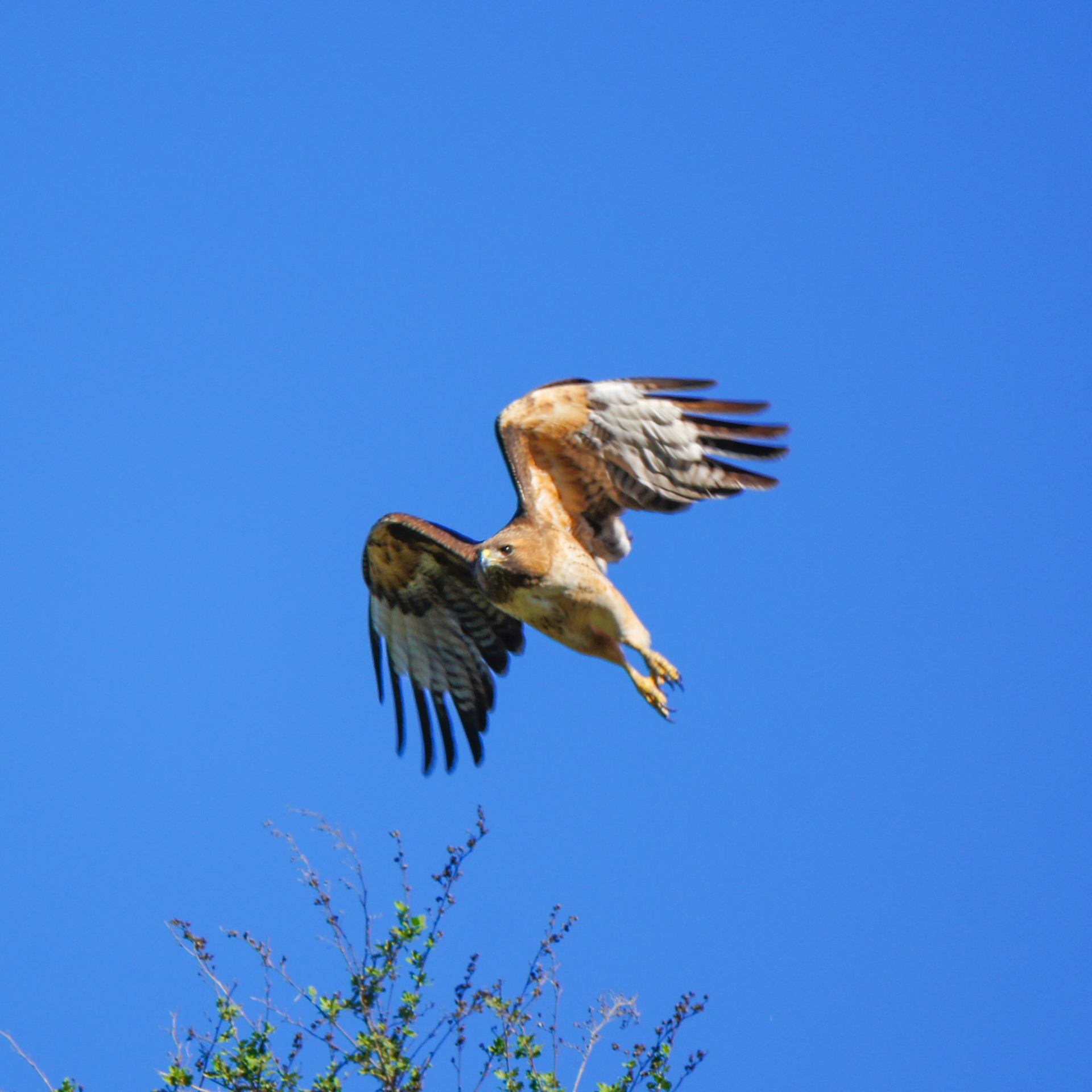 Red-Tailed Hawk