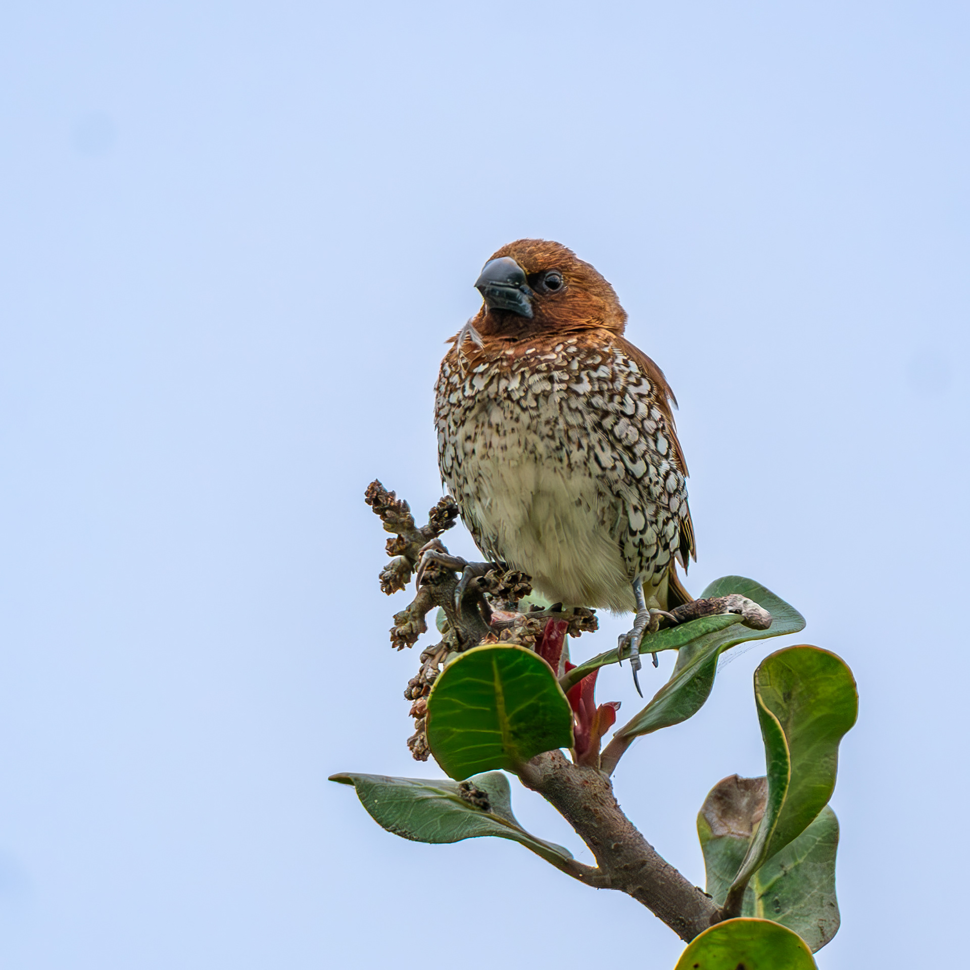 Scaly-Breasted Munia