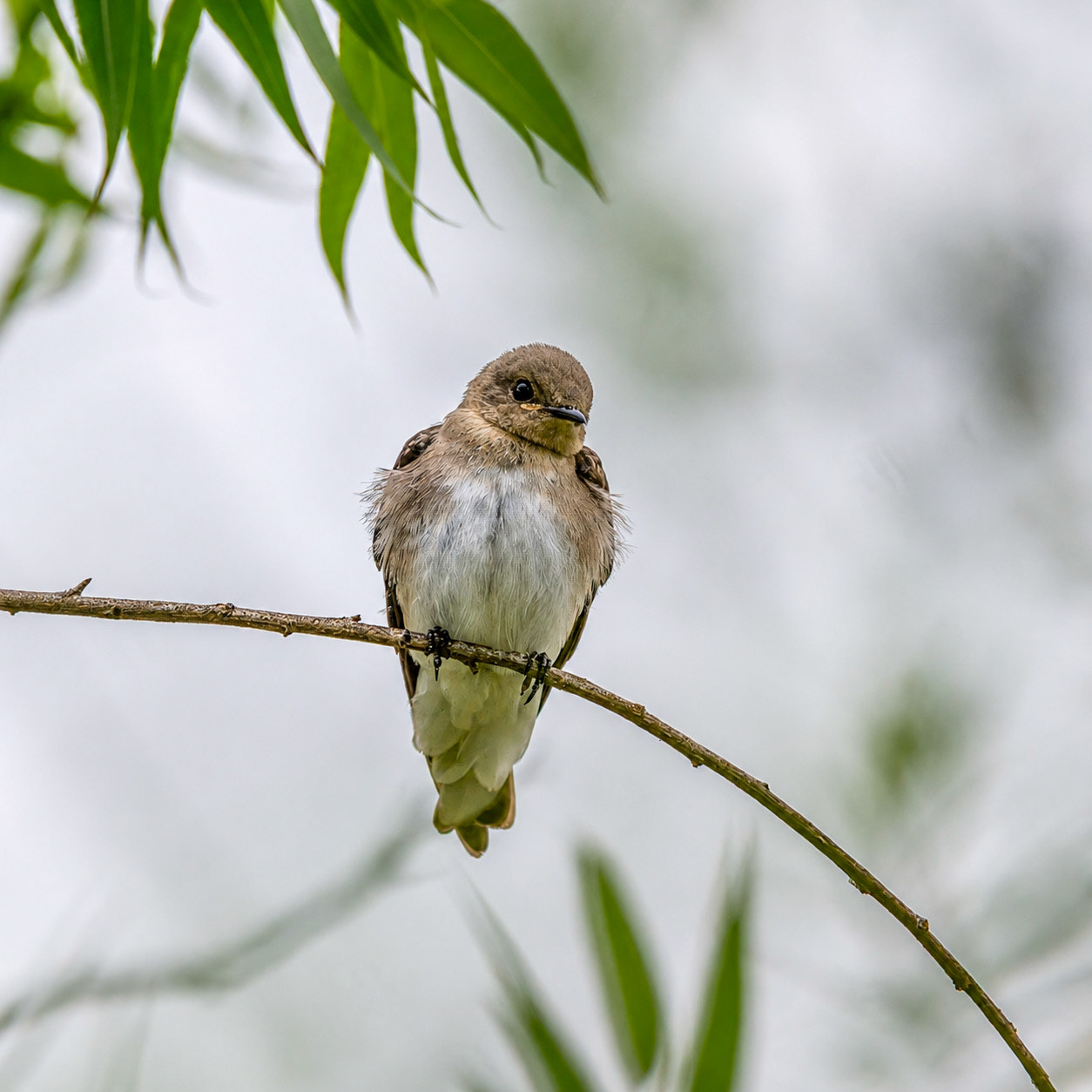 Tree Swallow