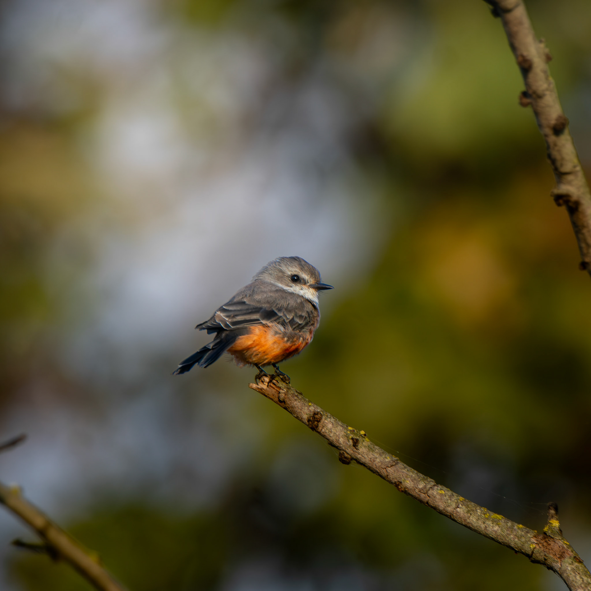 Vermillion Flycatcher