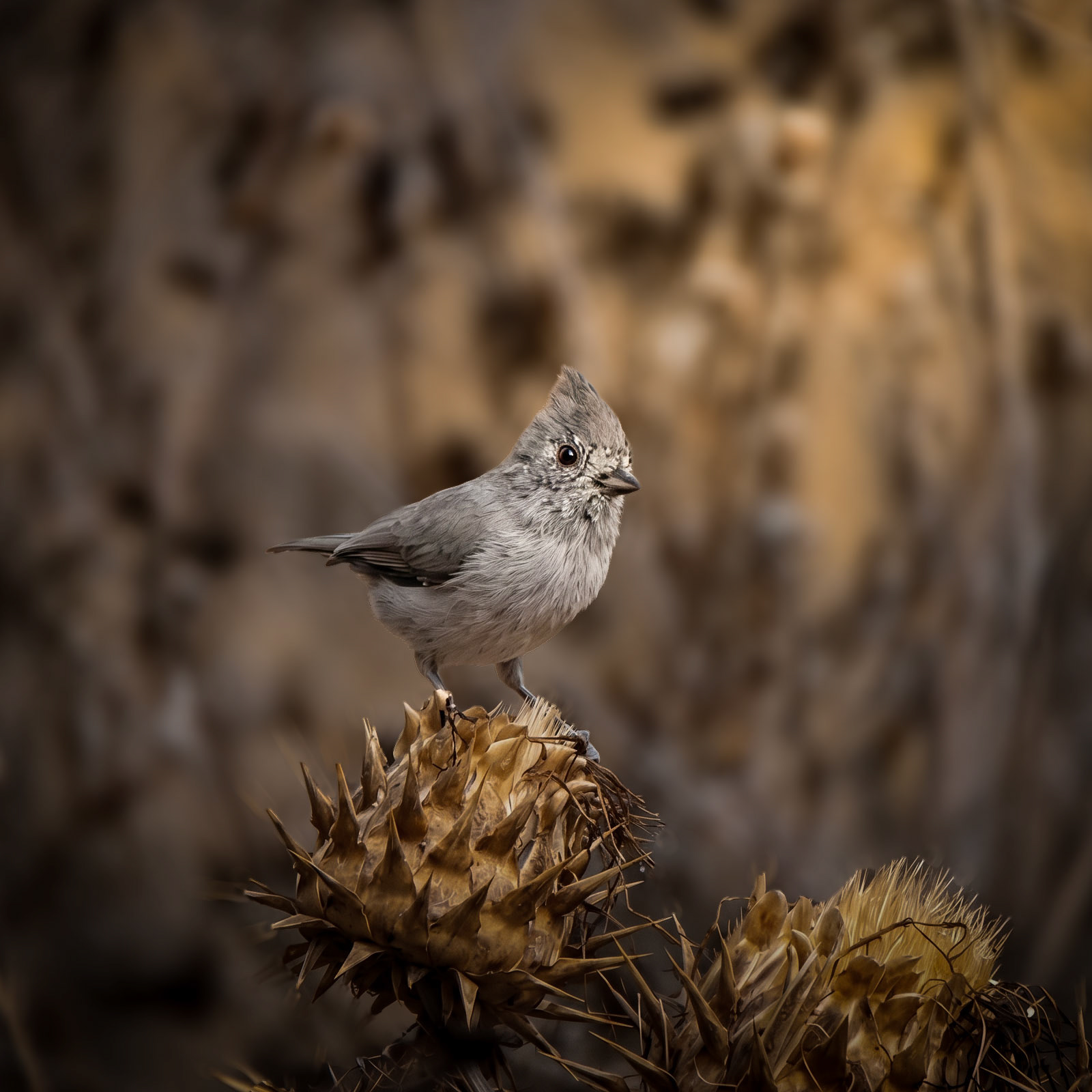 Oak Titmouse