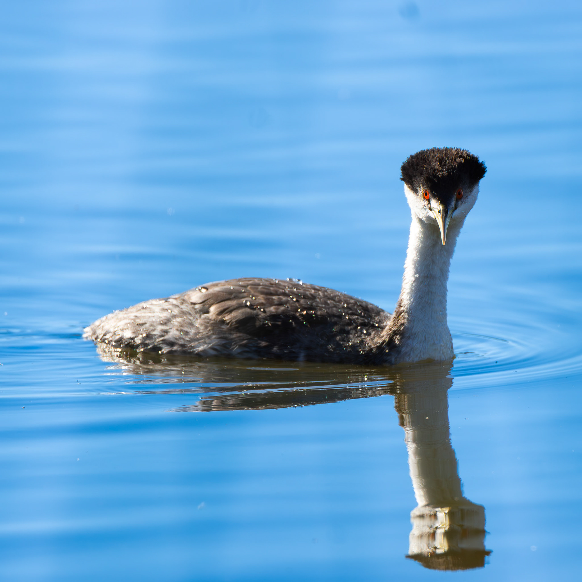 Western Grebe