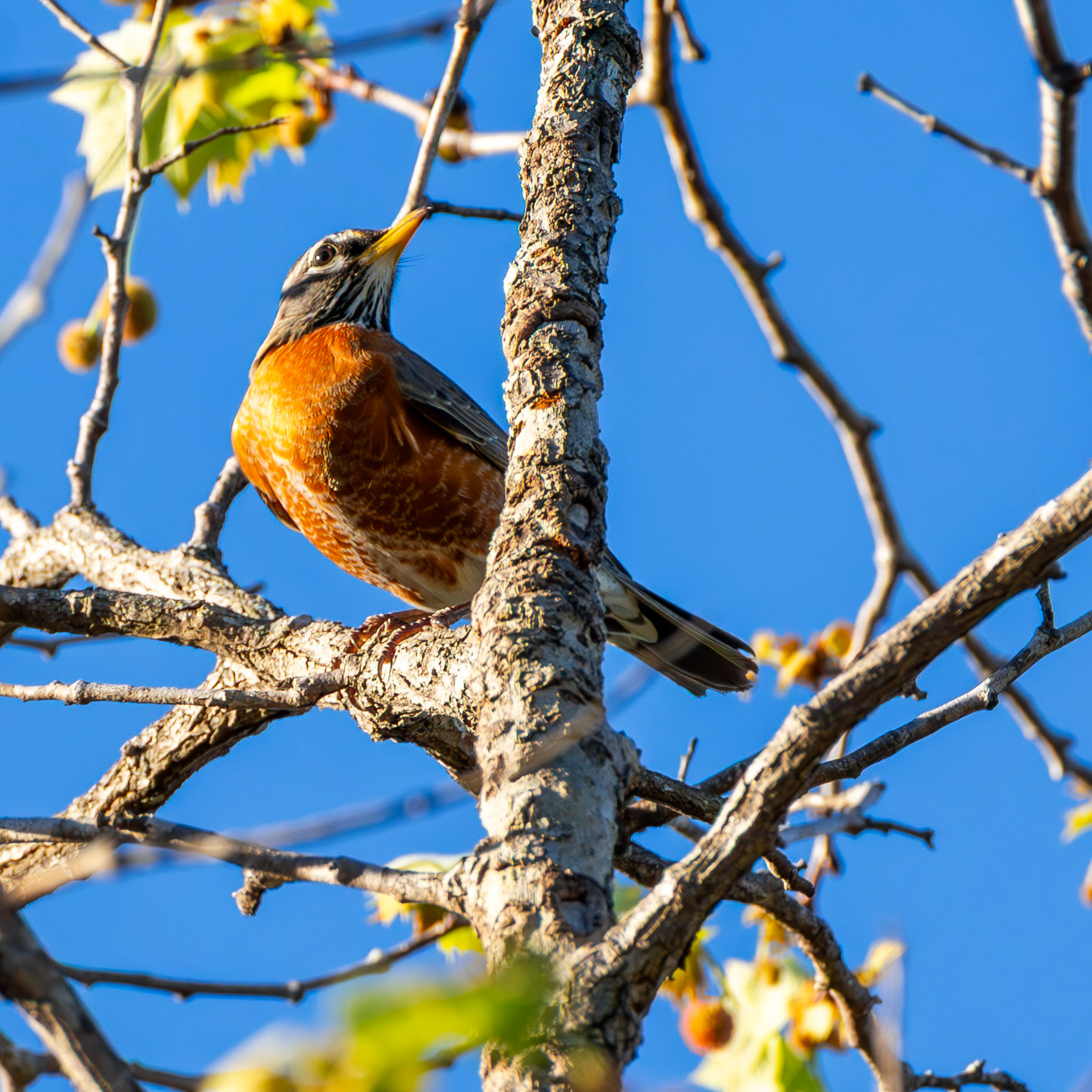 American Robin