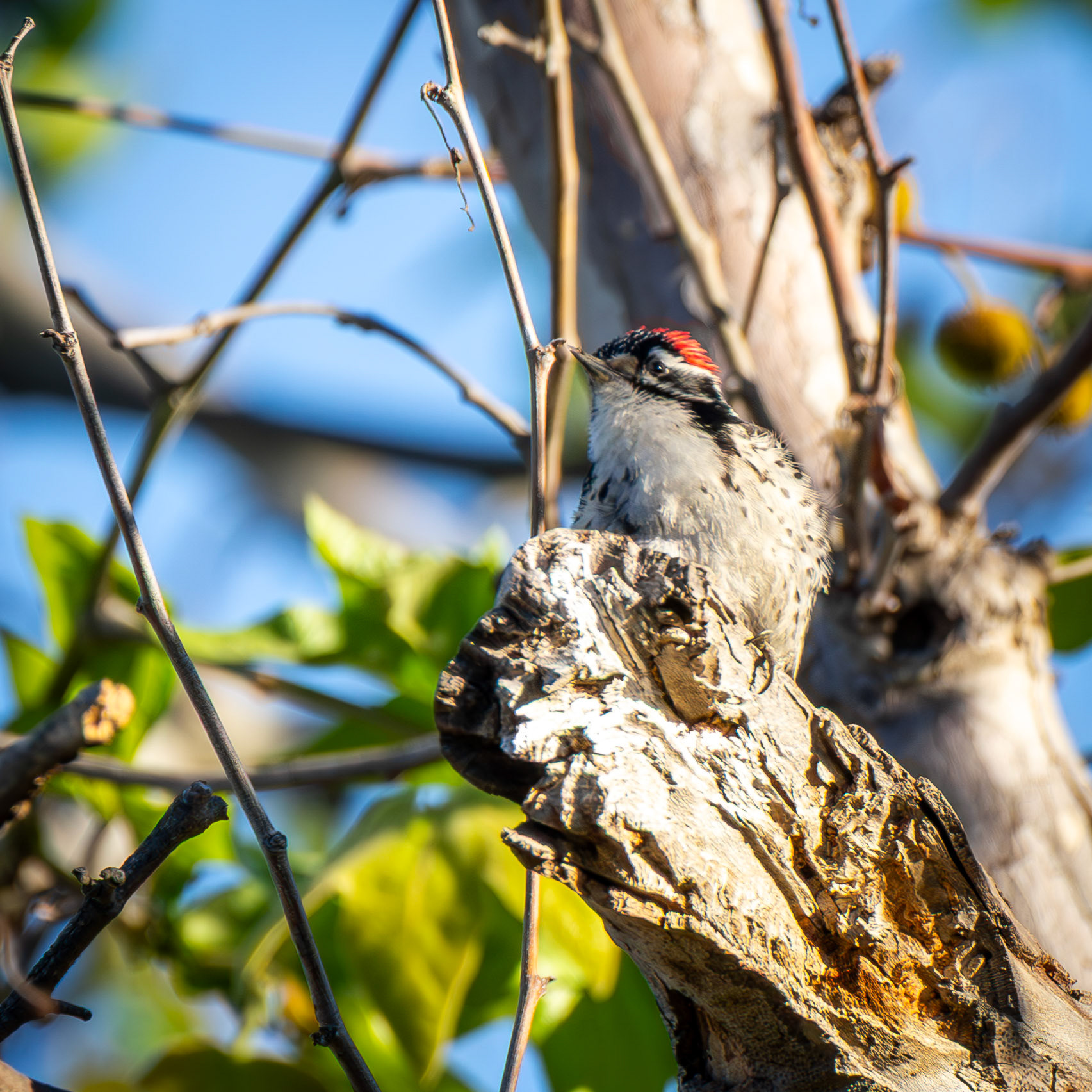Nuttall's Woodpecker